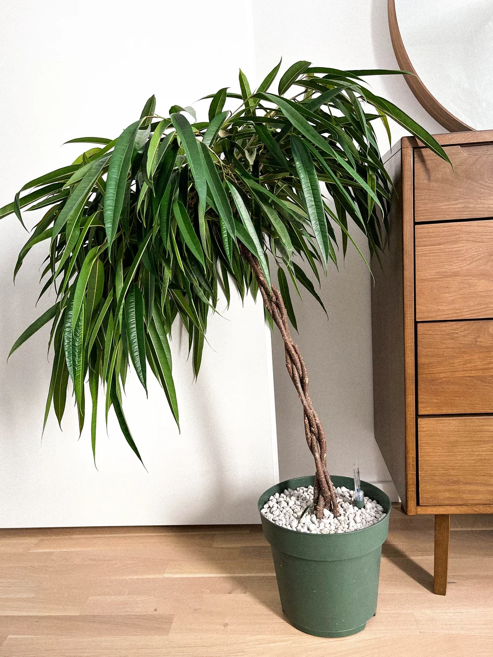 Ficus Alii  Molting House