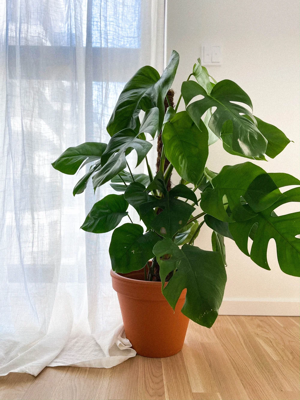 Monstera Deliciosa  Molting House