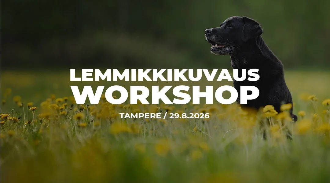 NVK Lemmikkikuvaus-workshop / Tampere
