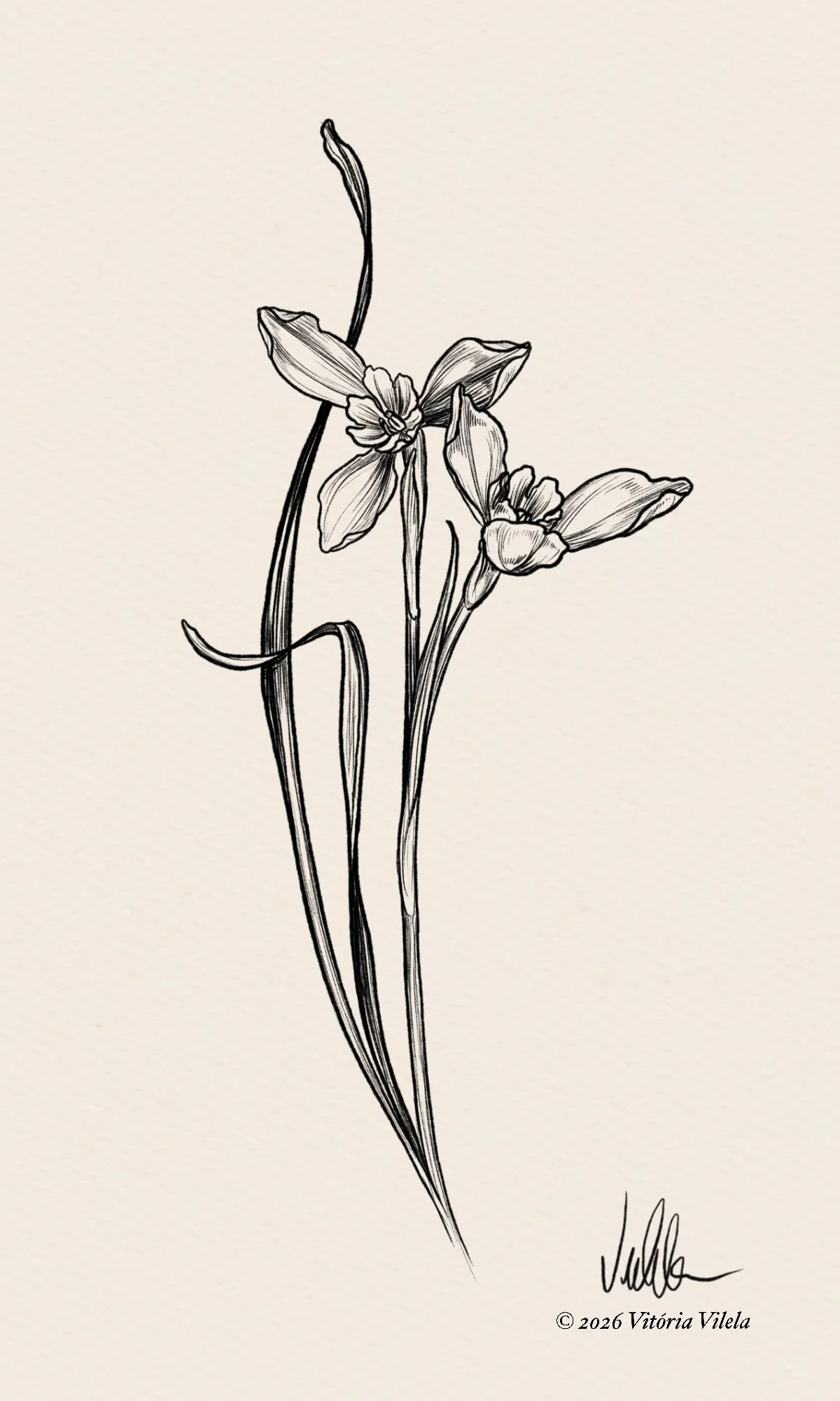 Snowdrop N.4 - min. 15cm