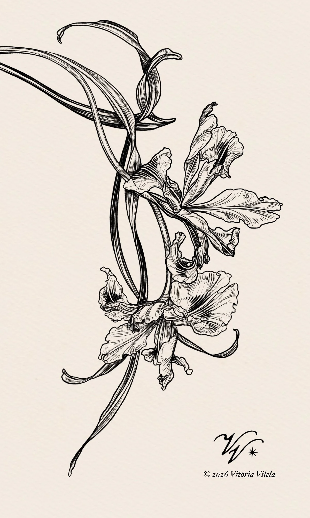 Iris N.35 - Min.30cm