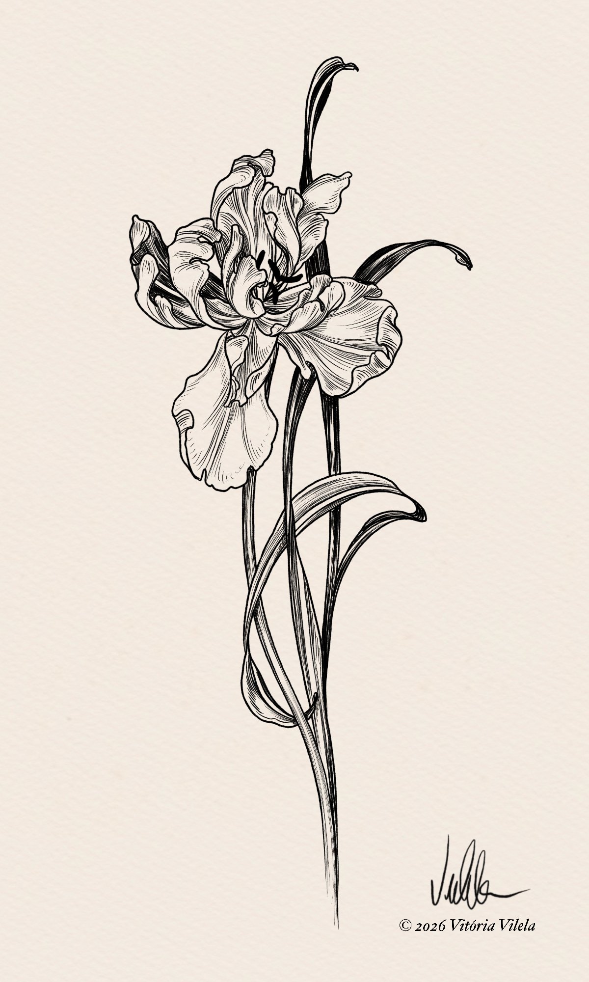Tulip N. 74 - Min. 17cm