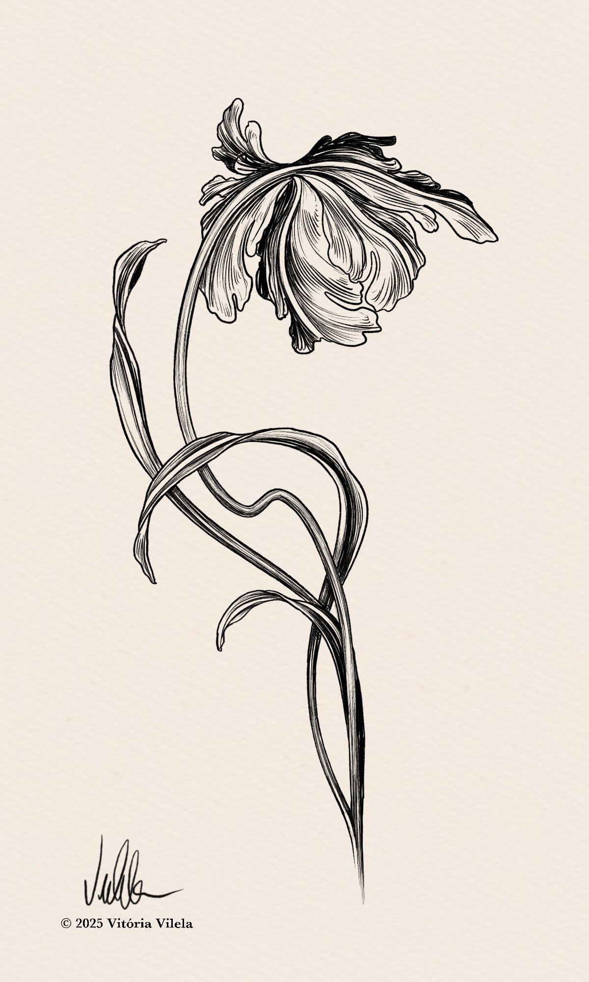 Tulip N.71 - Min.17cm