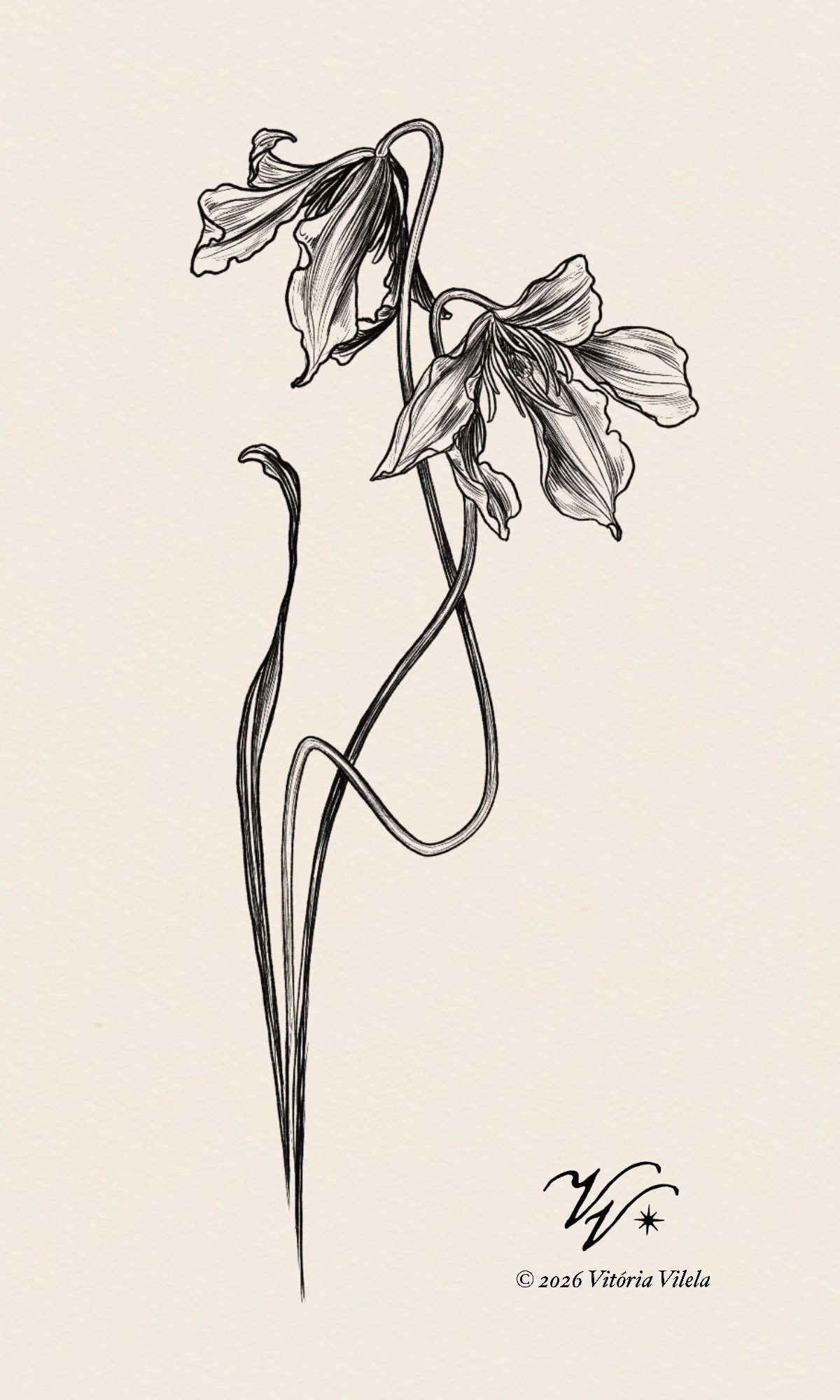 Clematis N.8 - Min. 20cm