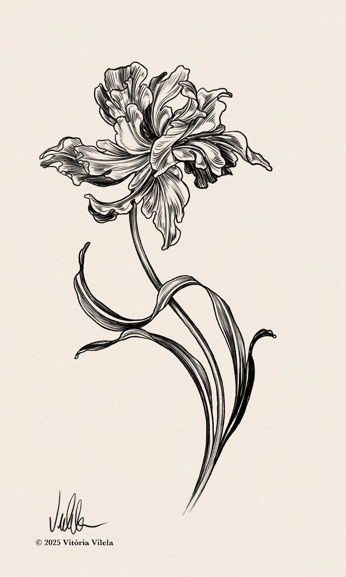 Tulip N.78 - Min. 17cm