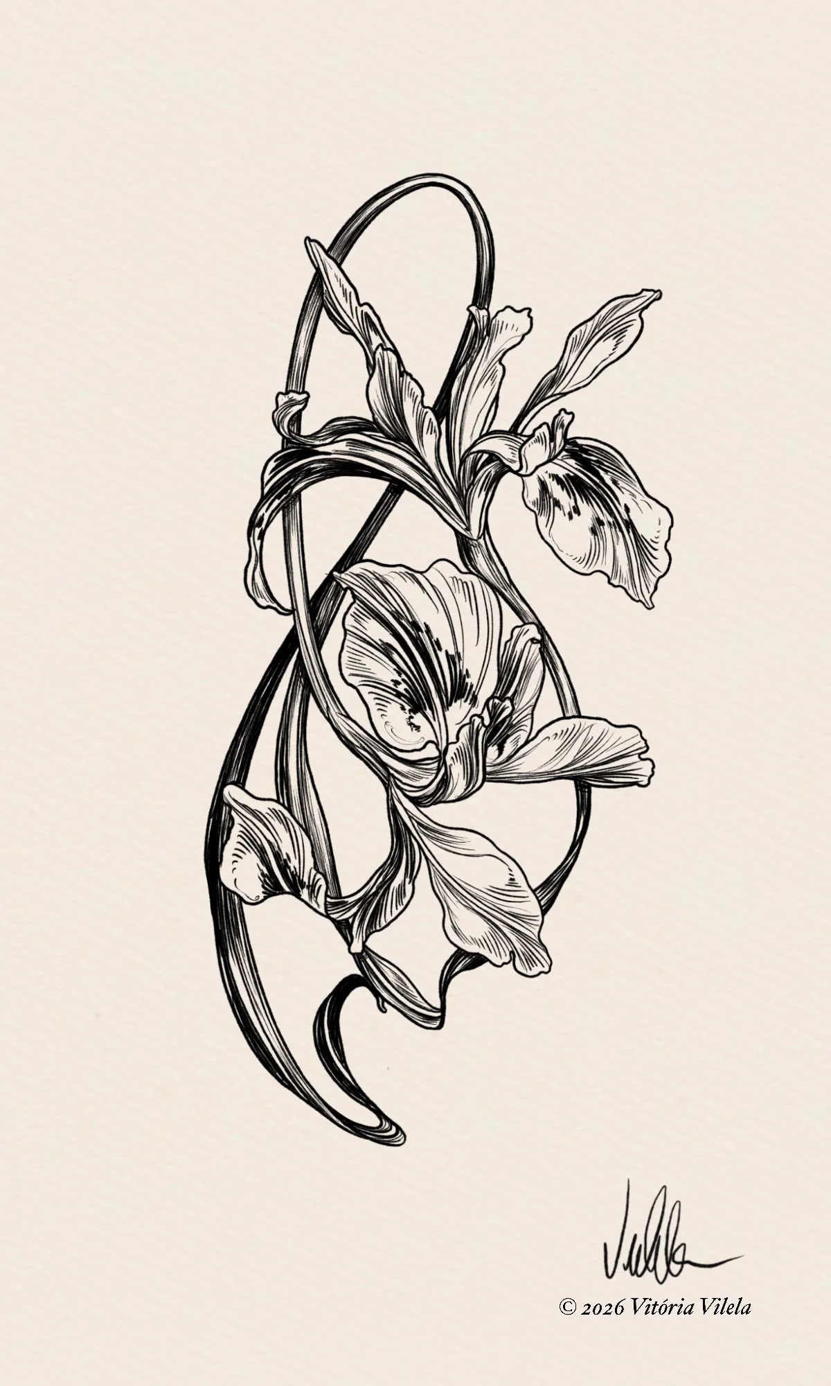 Iris N.27 - min. 17cm