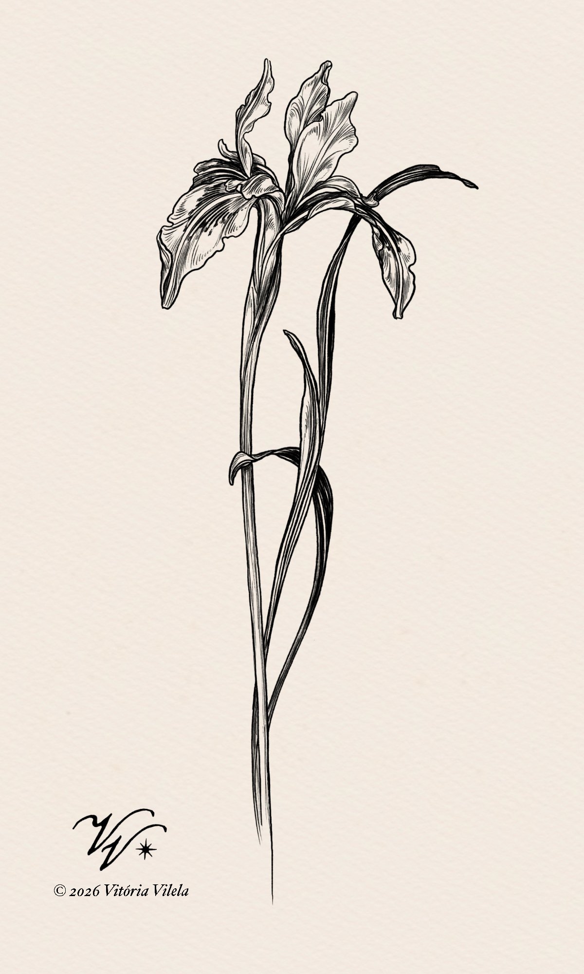 Iris N.25 - Min. 17cm