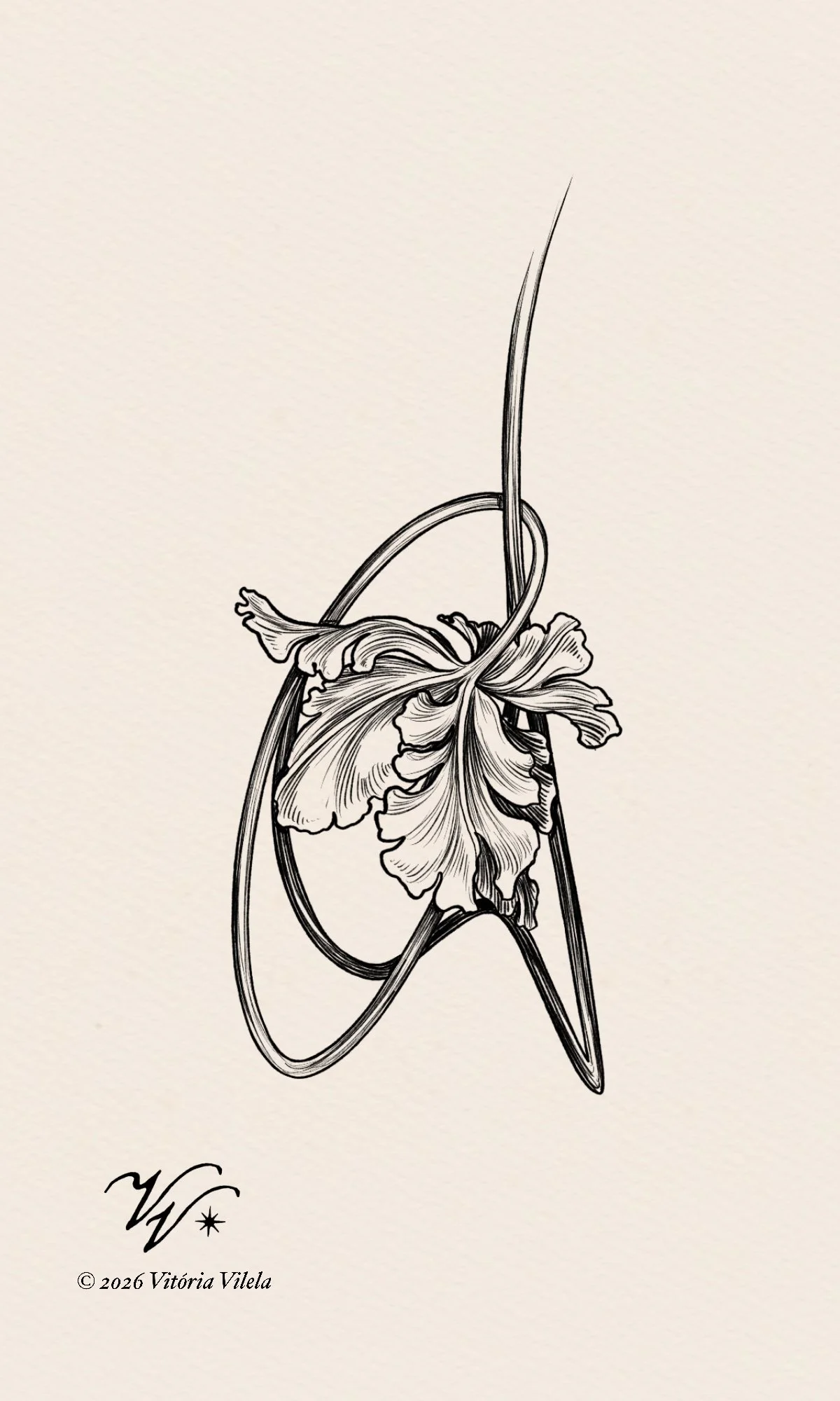 Tulip N.97 - Min. 15cm