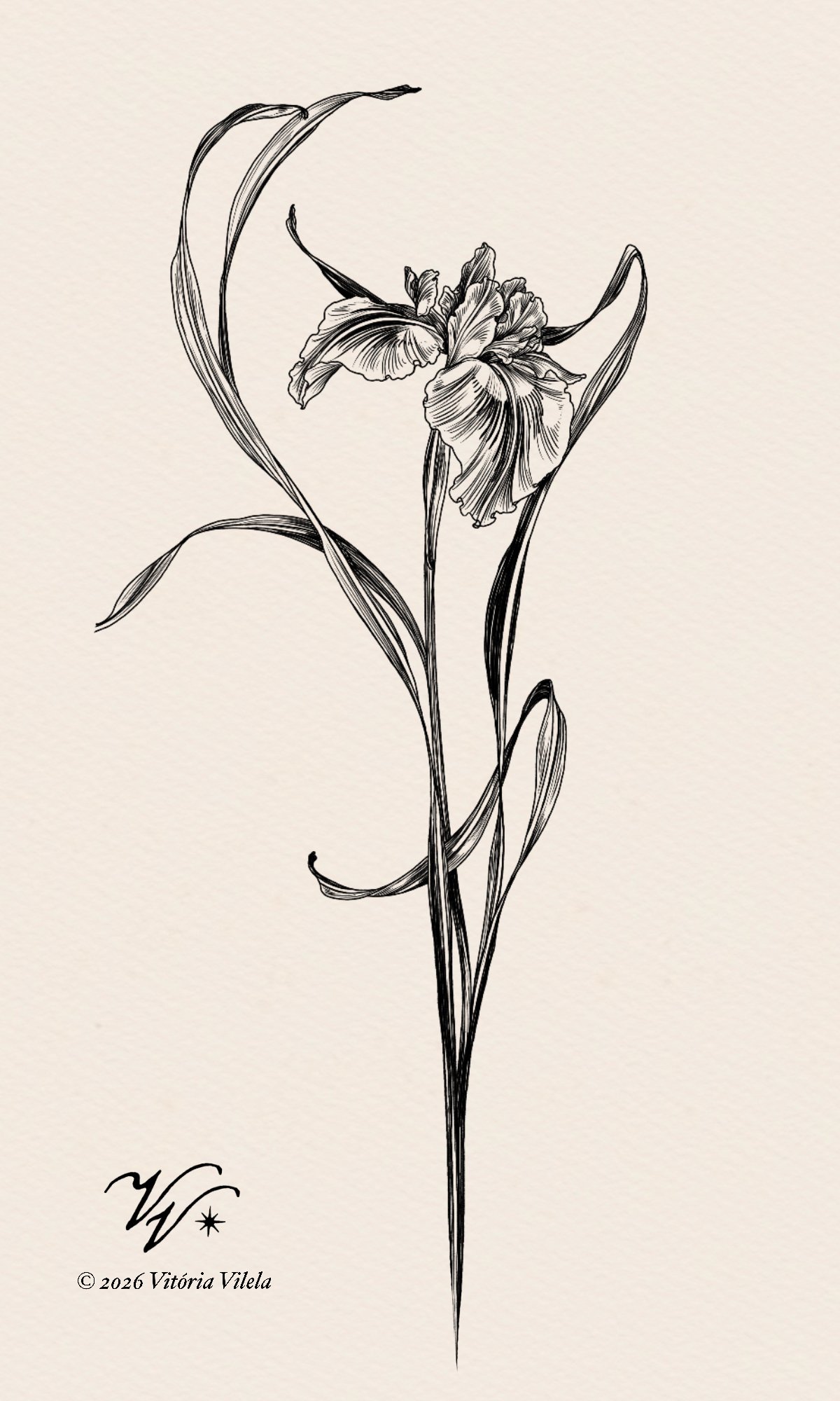 Iris N.32 - Min. 20cm