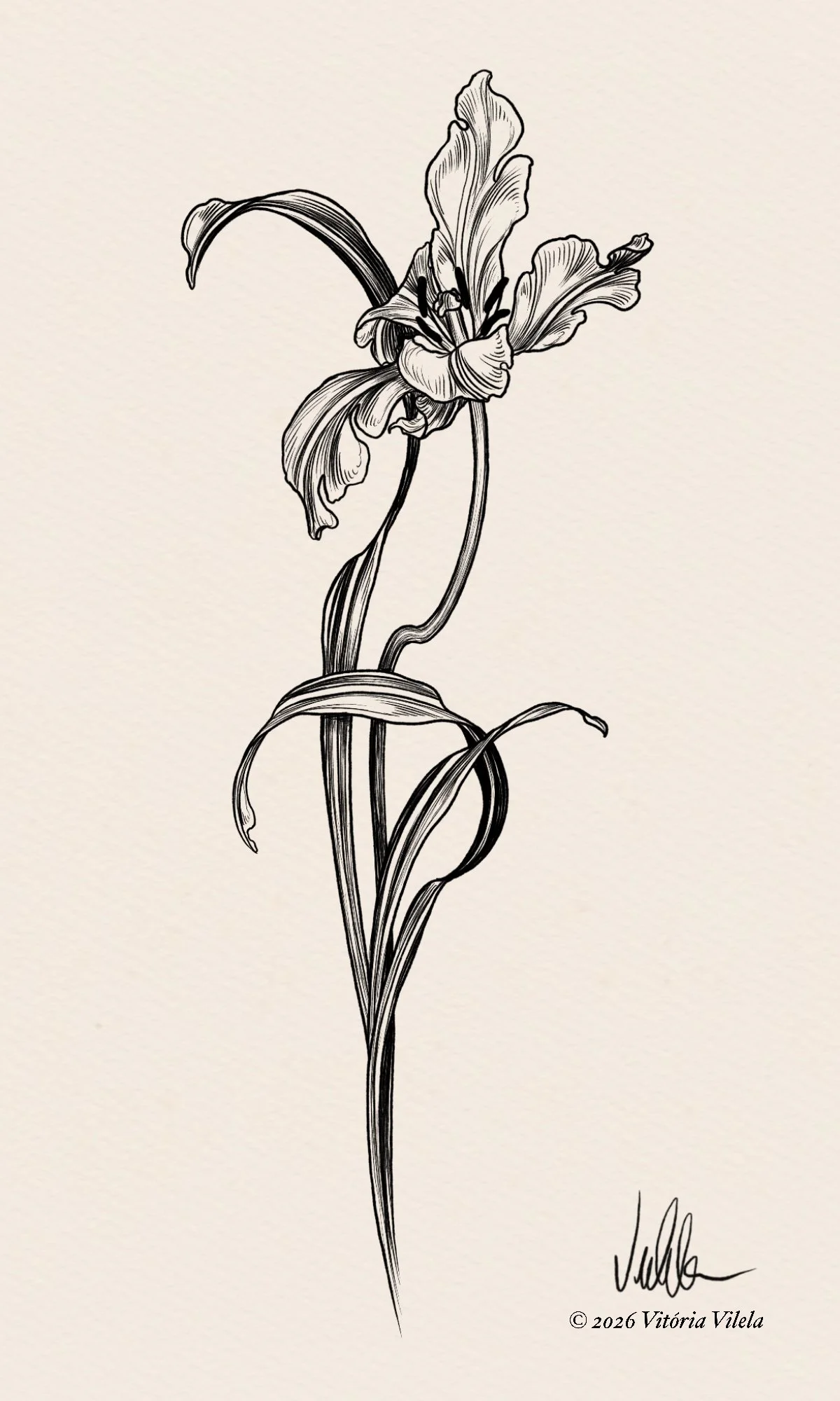 Tulip N. 73 - Min. 17cm