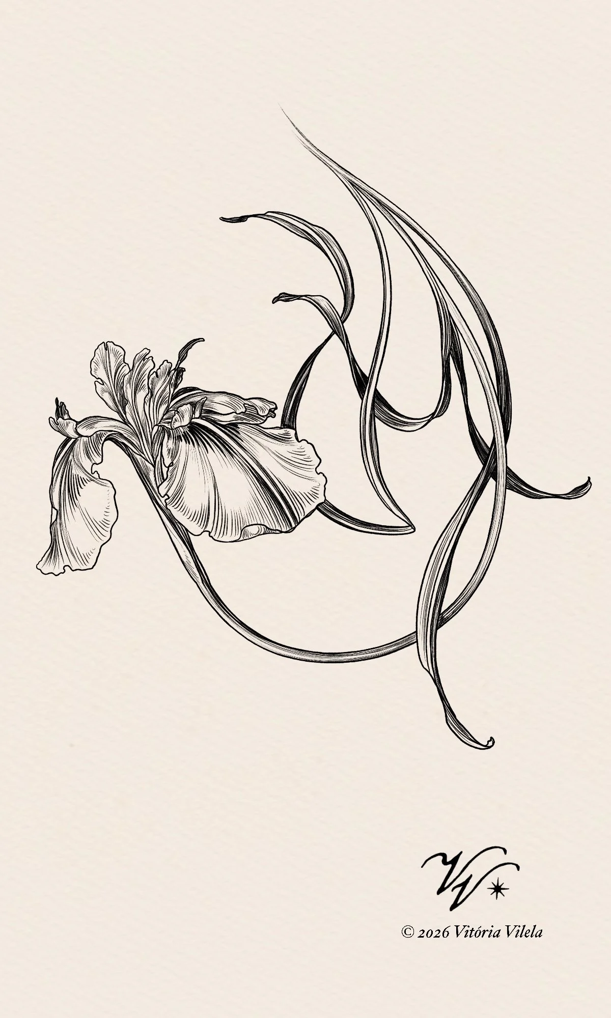 Iris N.36 - Min. 17cm
