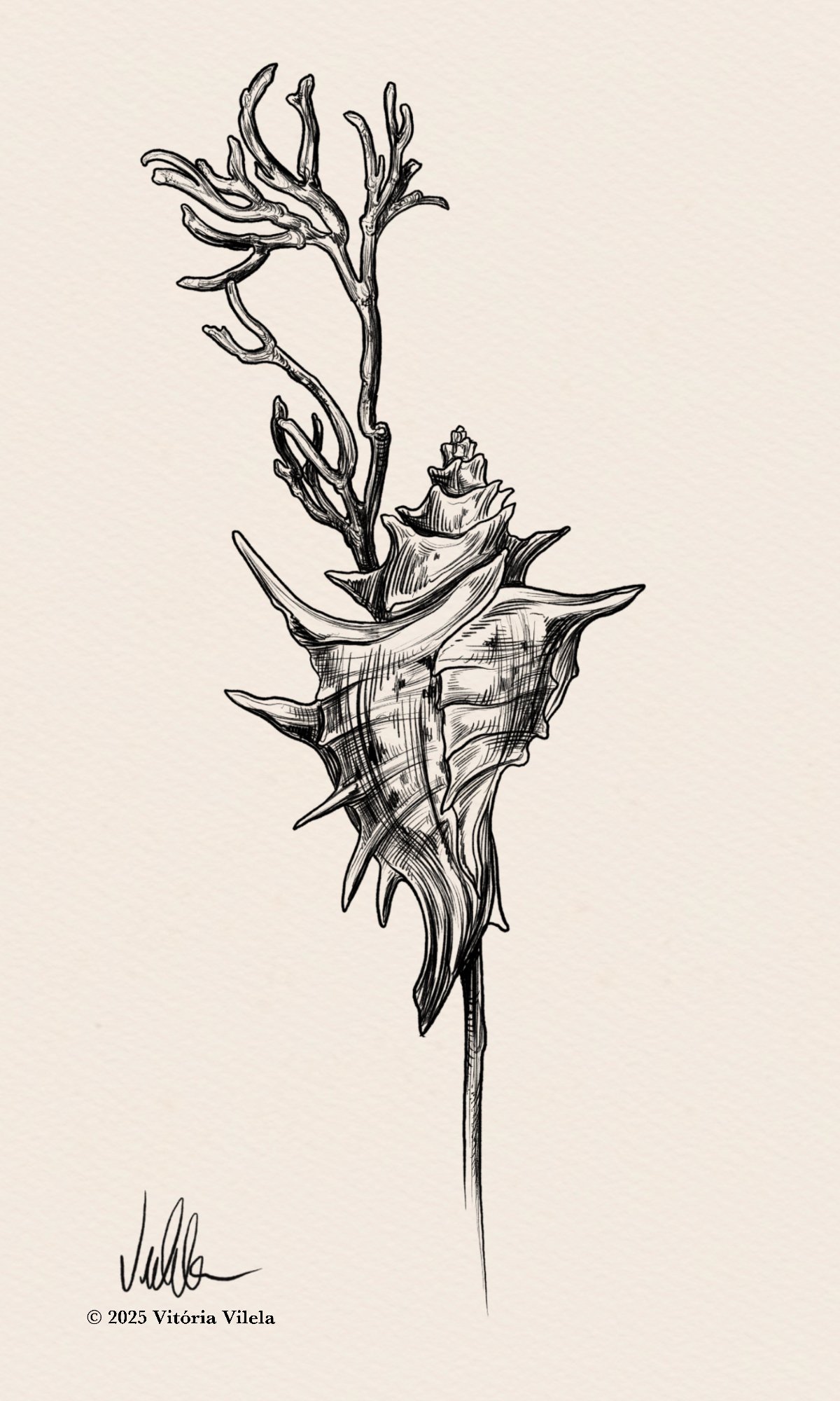 Shells & Corals N.1 - Min. 17cm