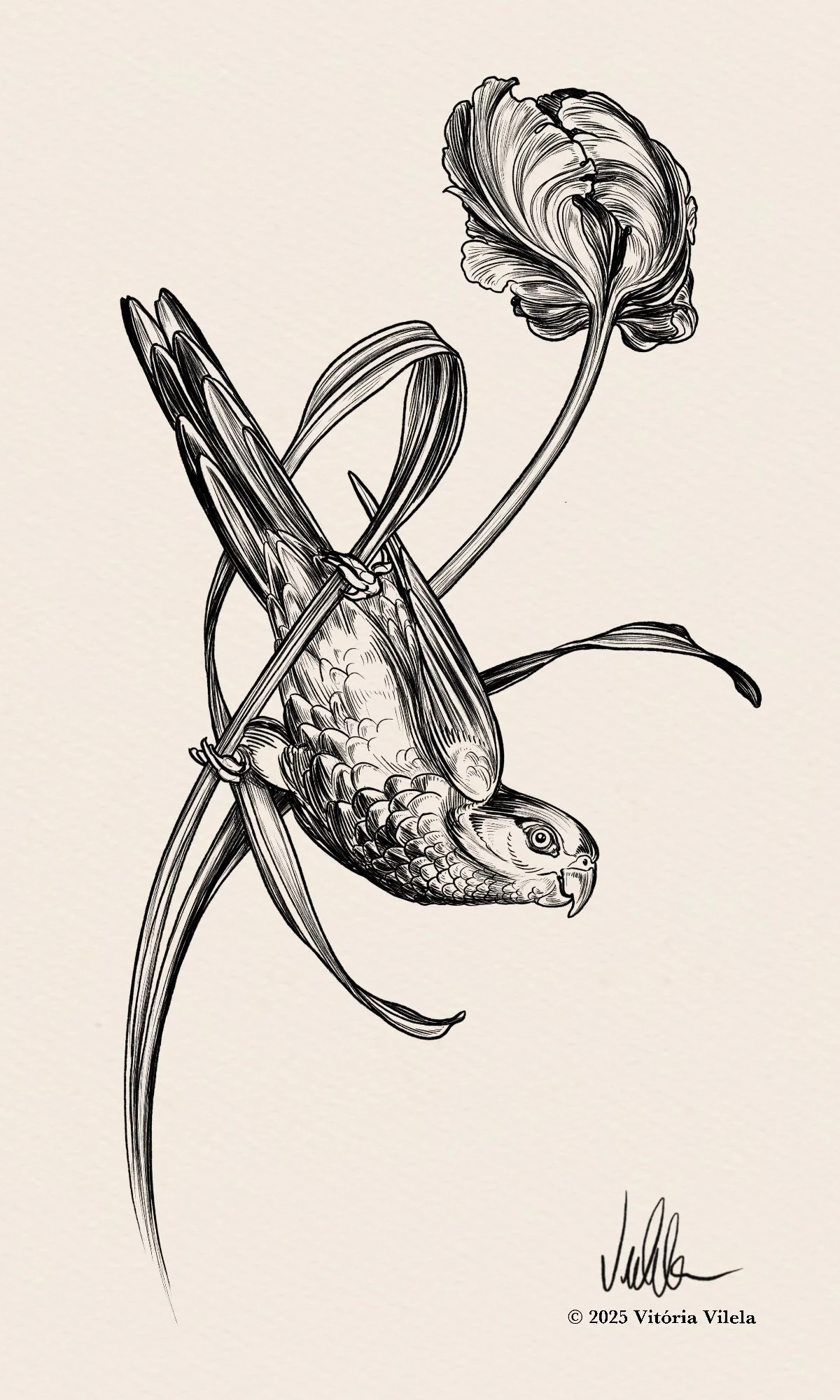 Parrots & Tulips N.1 - 17-20cm