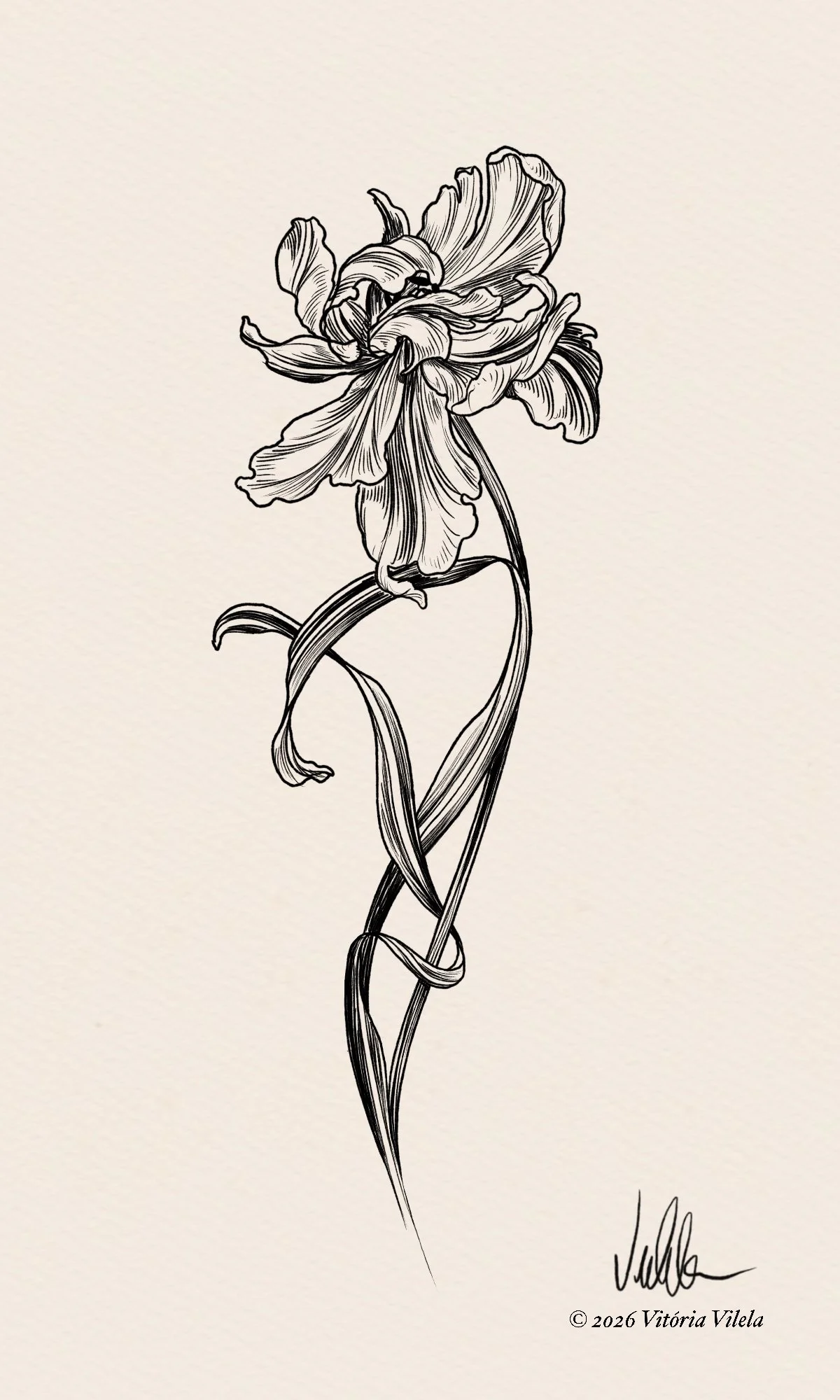 Tulip N.79 - Min. 17cm
