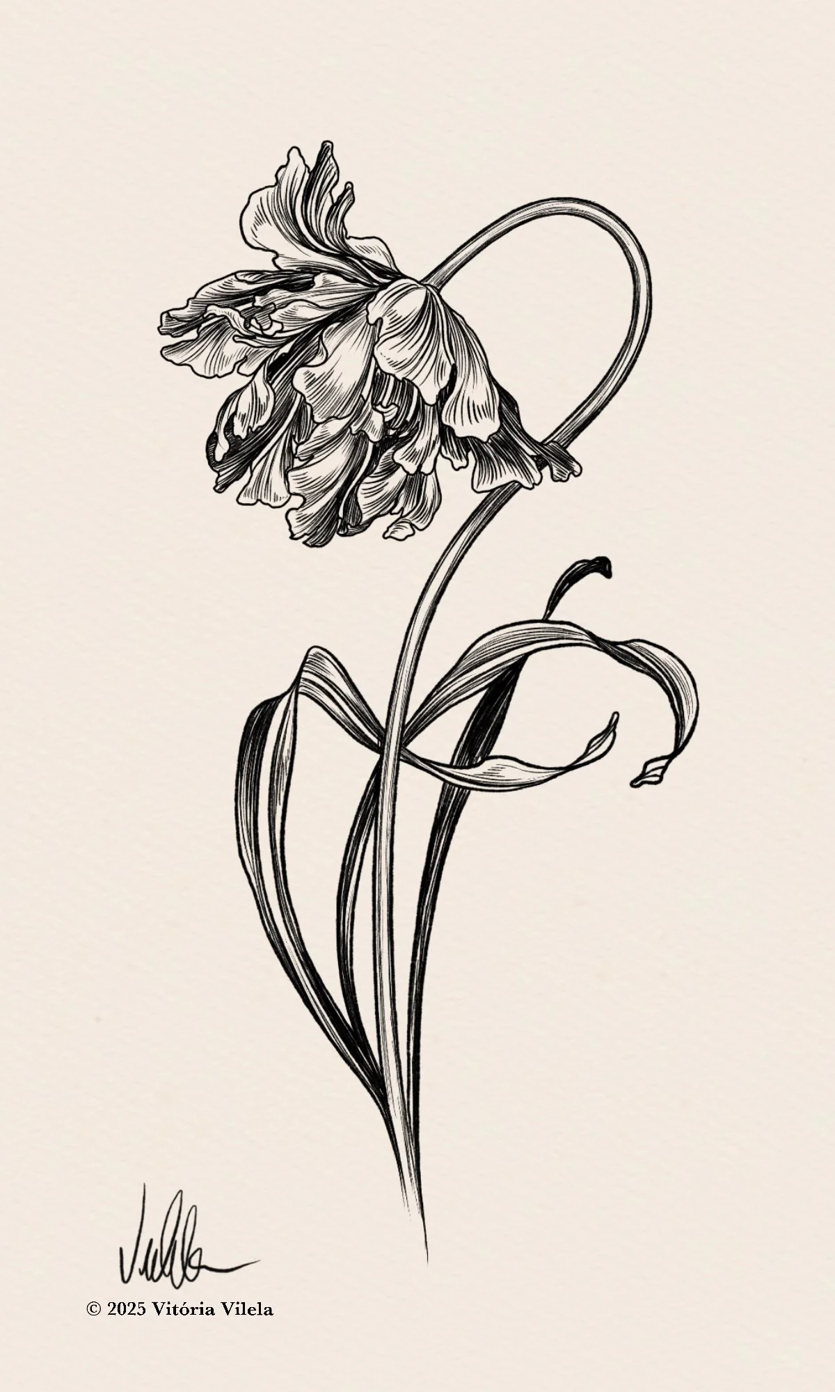 Tulip N.77 - Min. 17cm