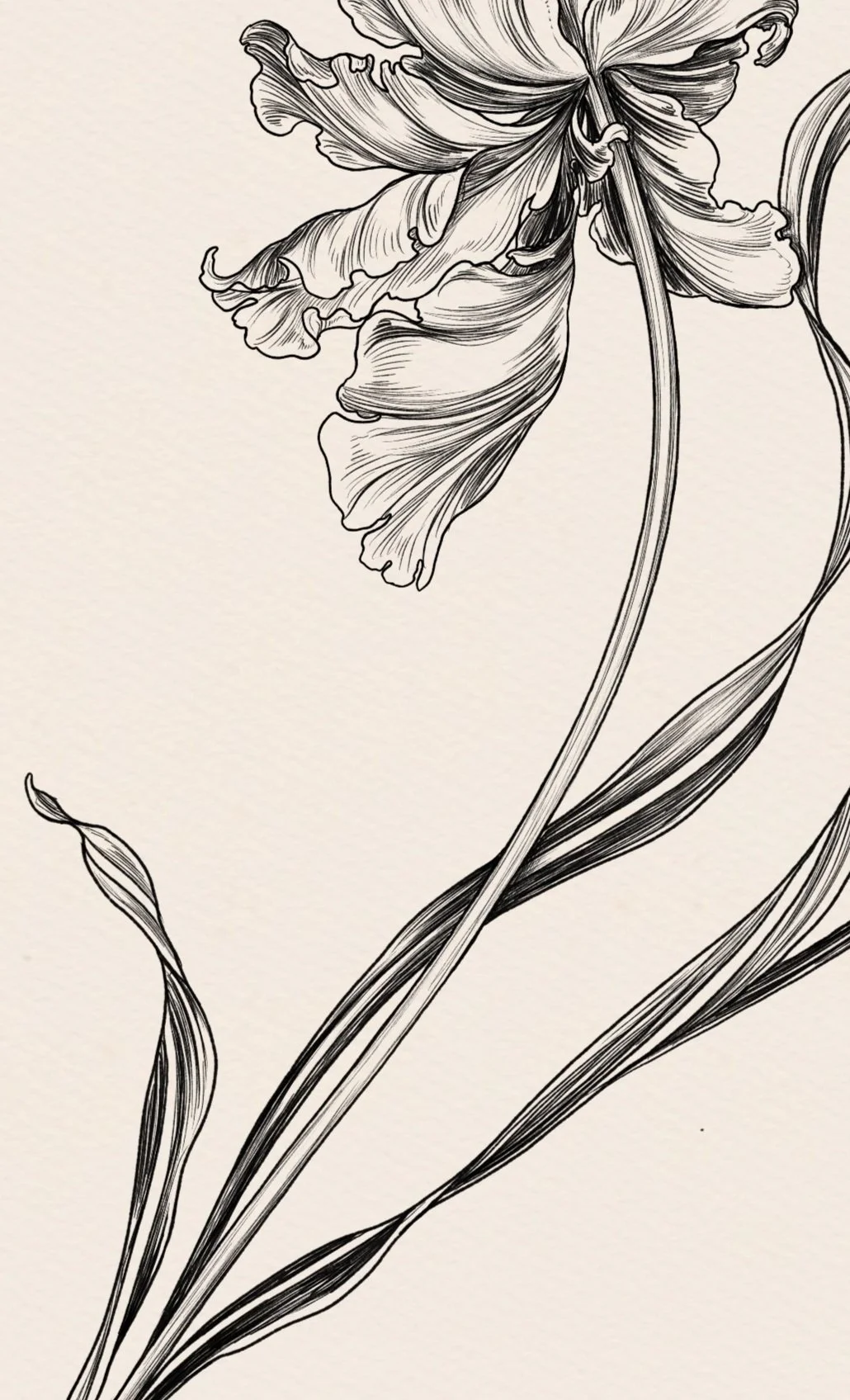 Black and white botanical illustration of a large flower with ruffled petals and long, curved leaves.