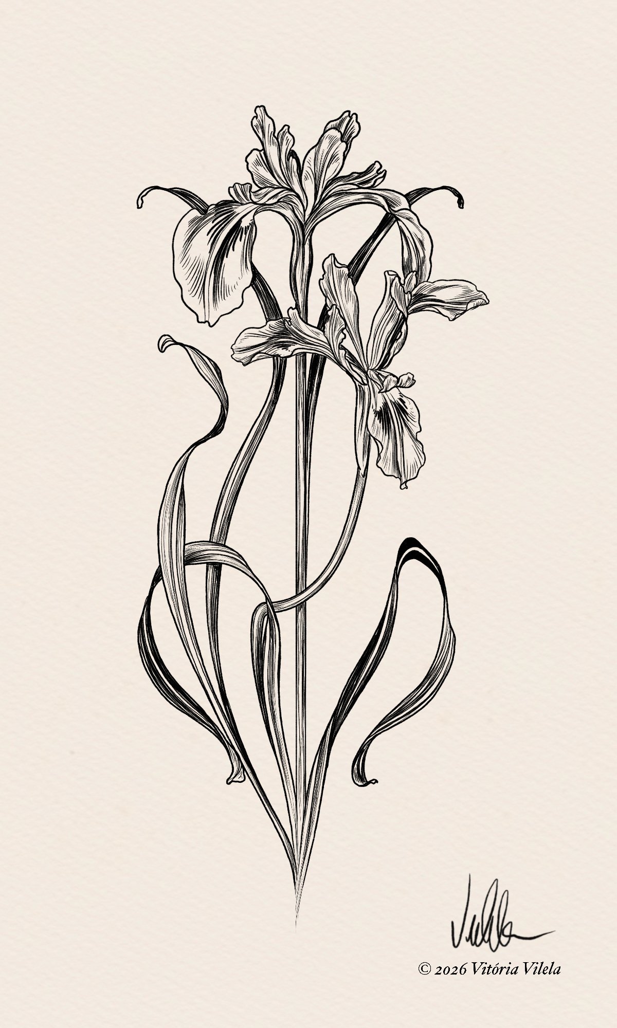 Iris N.26 - Min. 25cm