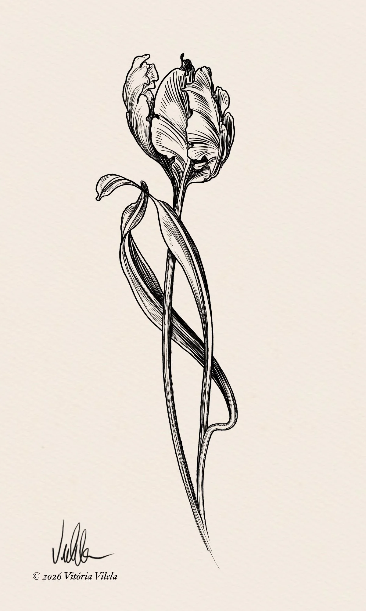 Tulip N. 75 - Min. 17cm