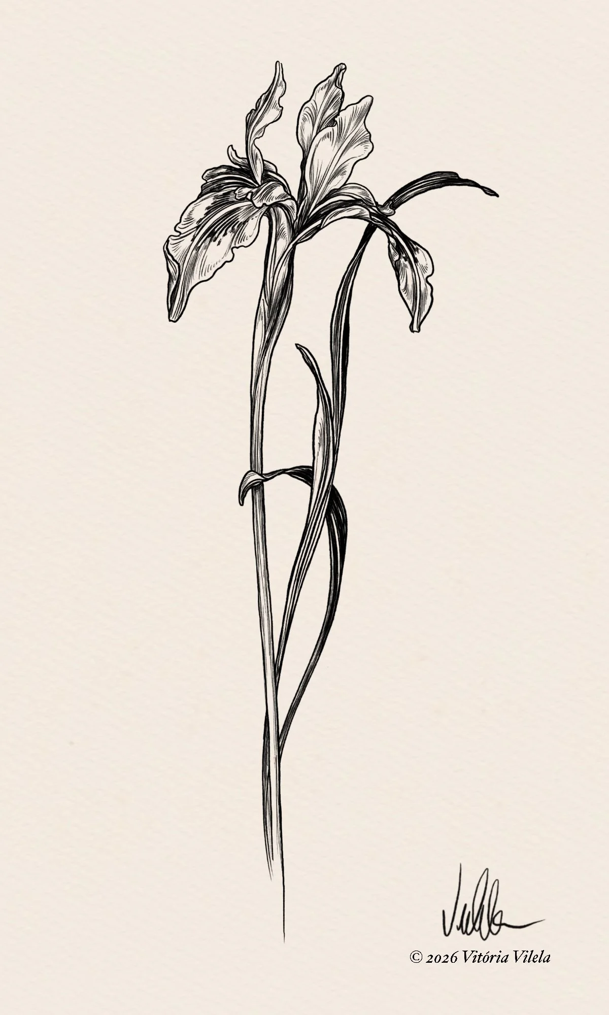 Iris N.25 - Min. 17cm