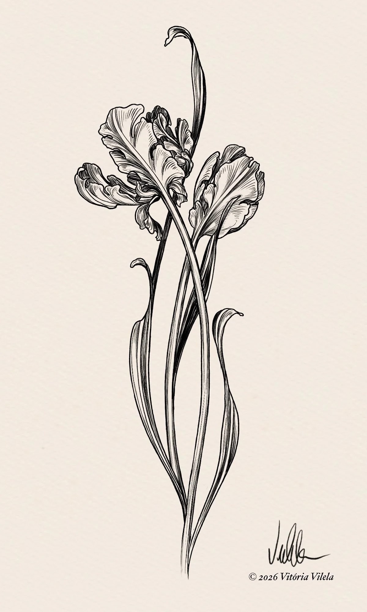 Tulip N. 72 - Min. 20cm