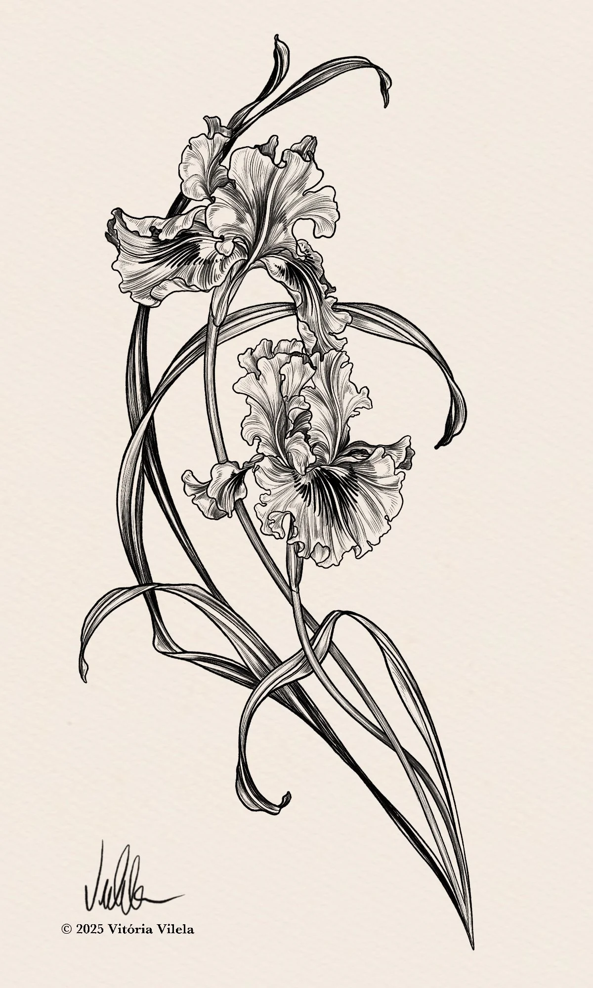 Iris N.23 - Min. 30-40cm