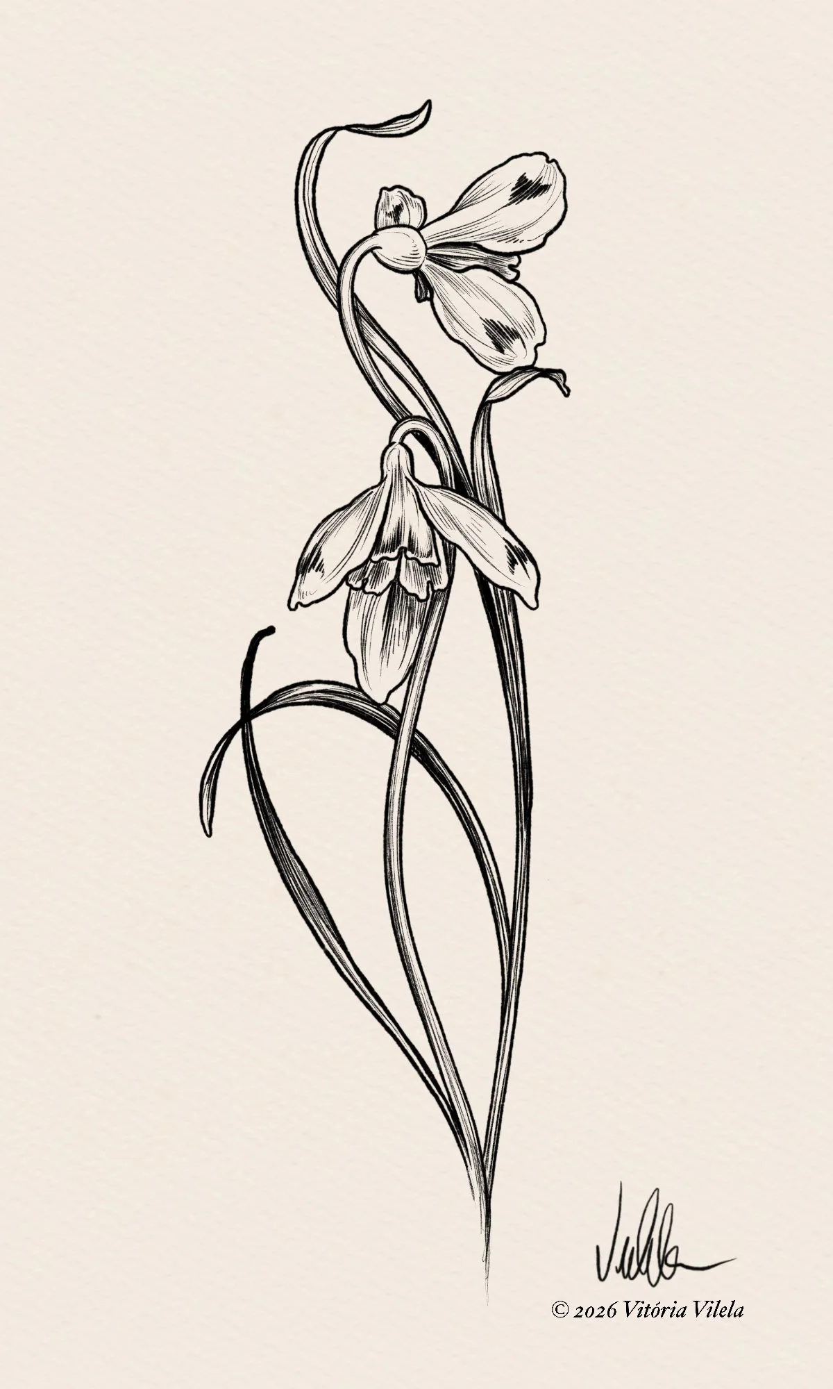 Snowdrop N.5 - min. 17cm