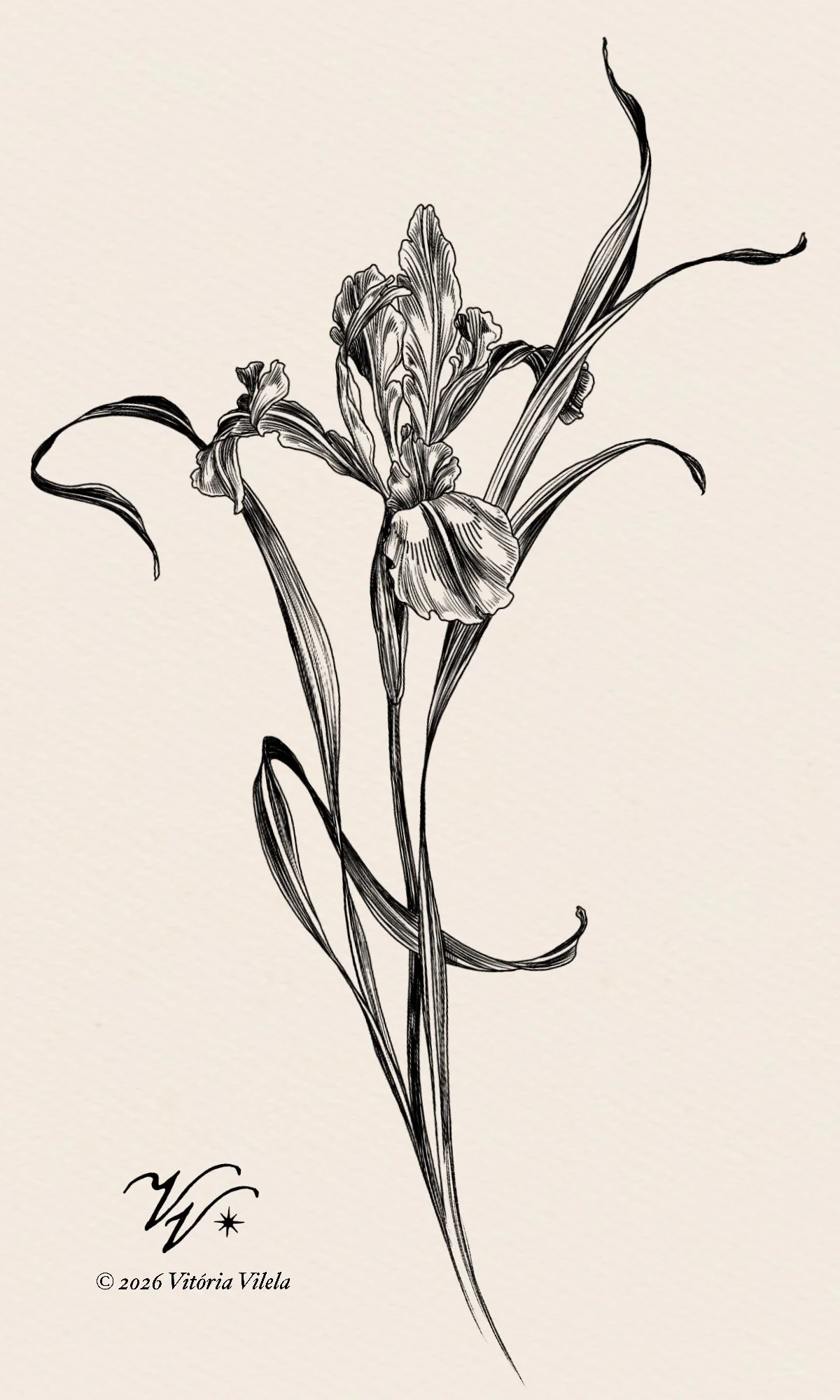 Iris N.33 - Min. 20cm