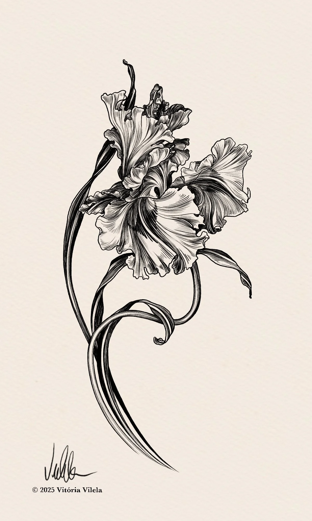 Iris N.24 - Min. 25-30cm