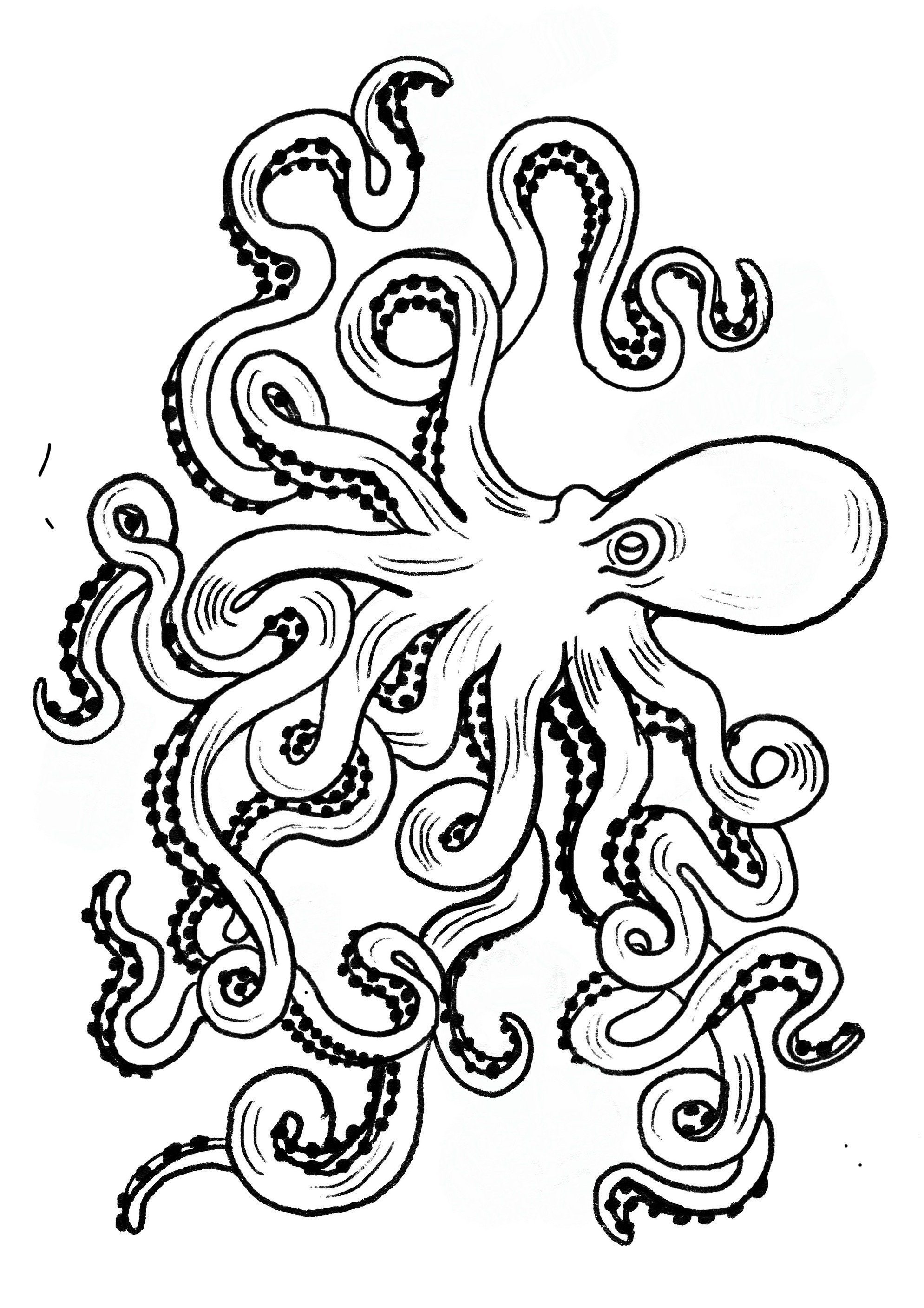 Pieuvre 1.JPG