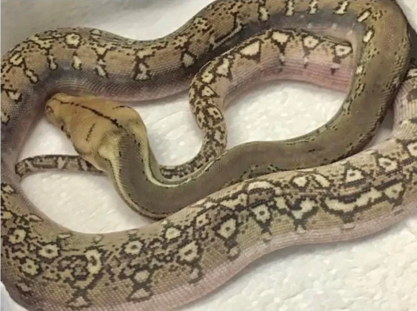Opal Phantom - 1st breeding from the Opal X Phantom - Very unique pattern and colouring