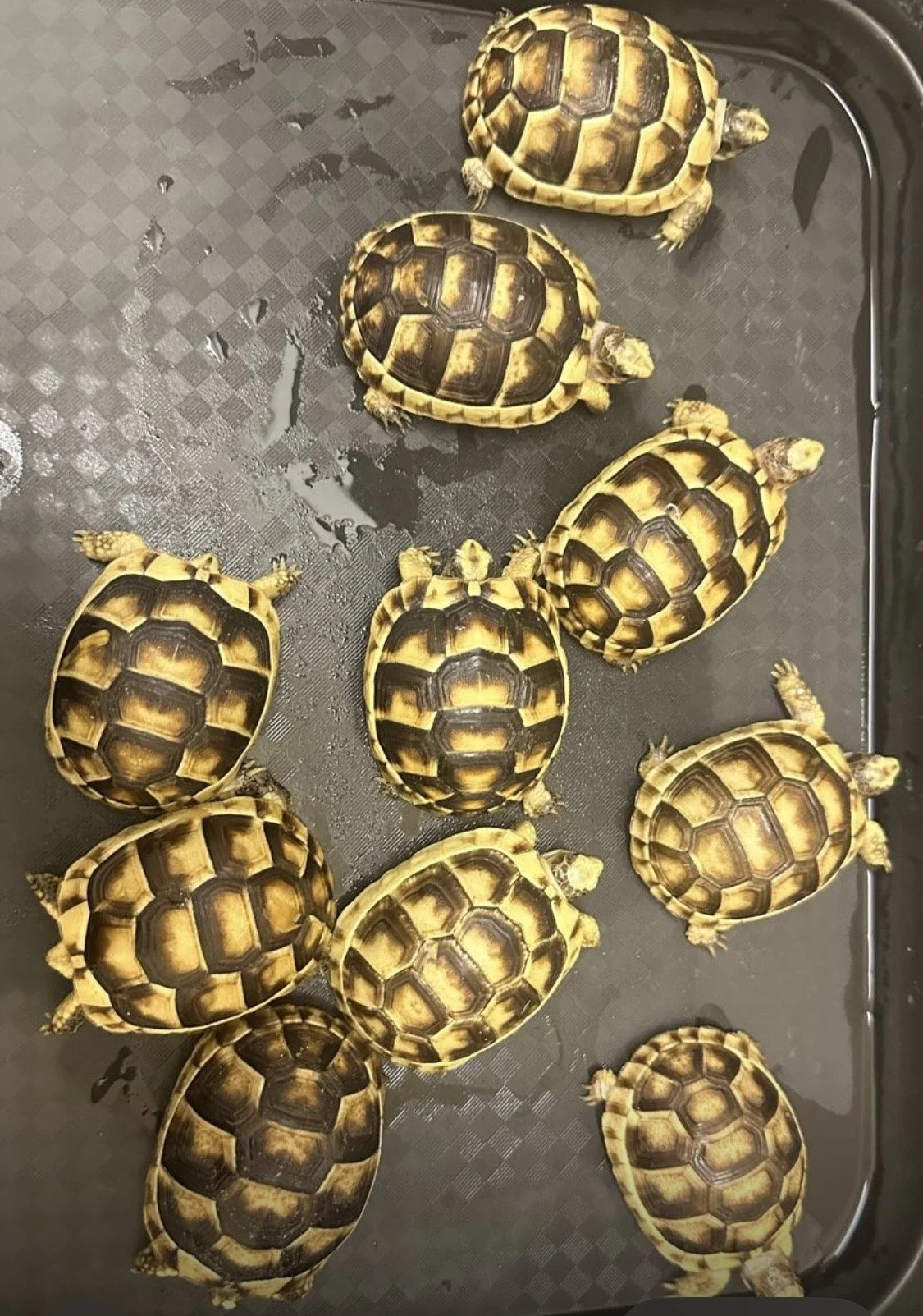 Maginated tortoise and setup 🔥🔥🔥