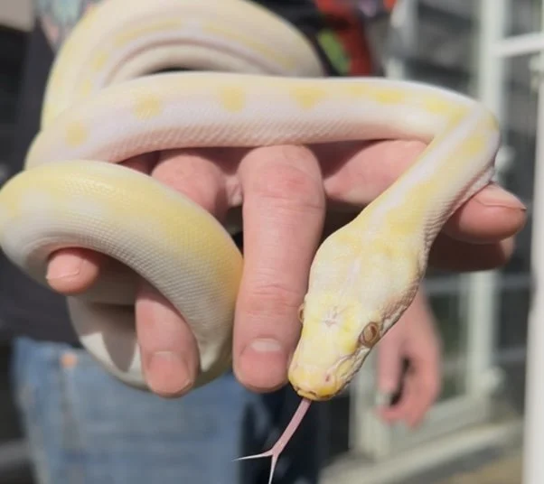 Purple Albino cow 🔥🔥🔥🔥Male CB2026