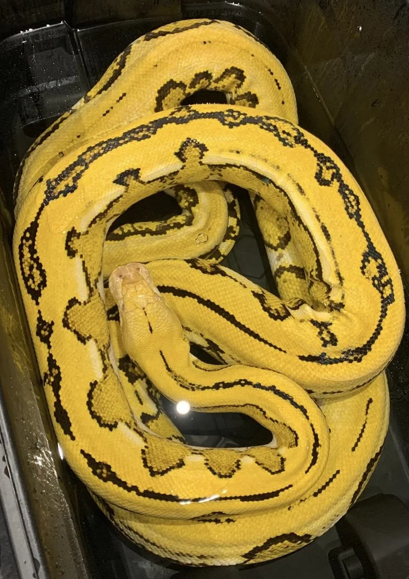 Sold out of Reticulated Pythons more hatching 10-11-2026 🔥🔥🔥