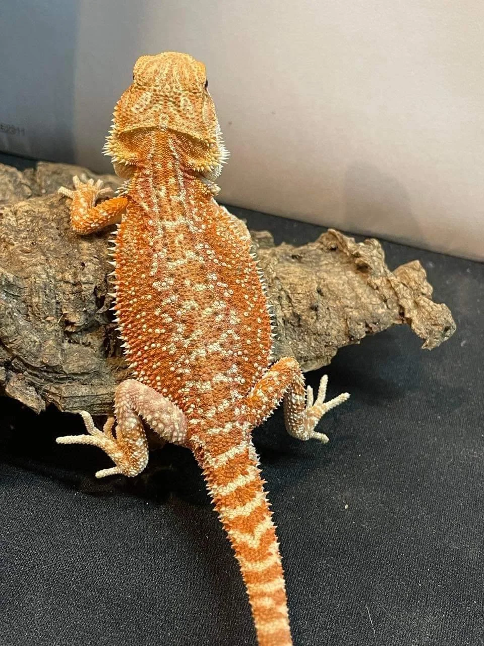 Gallery 1 — Peter Rice Reptiles