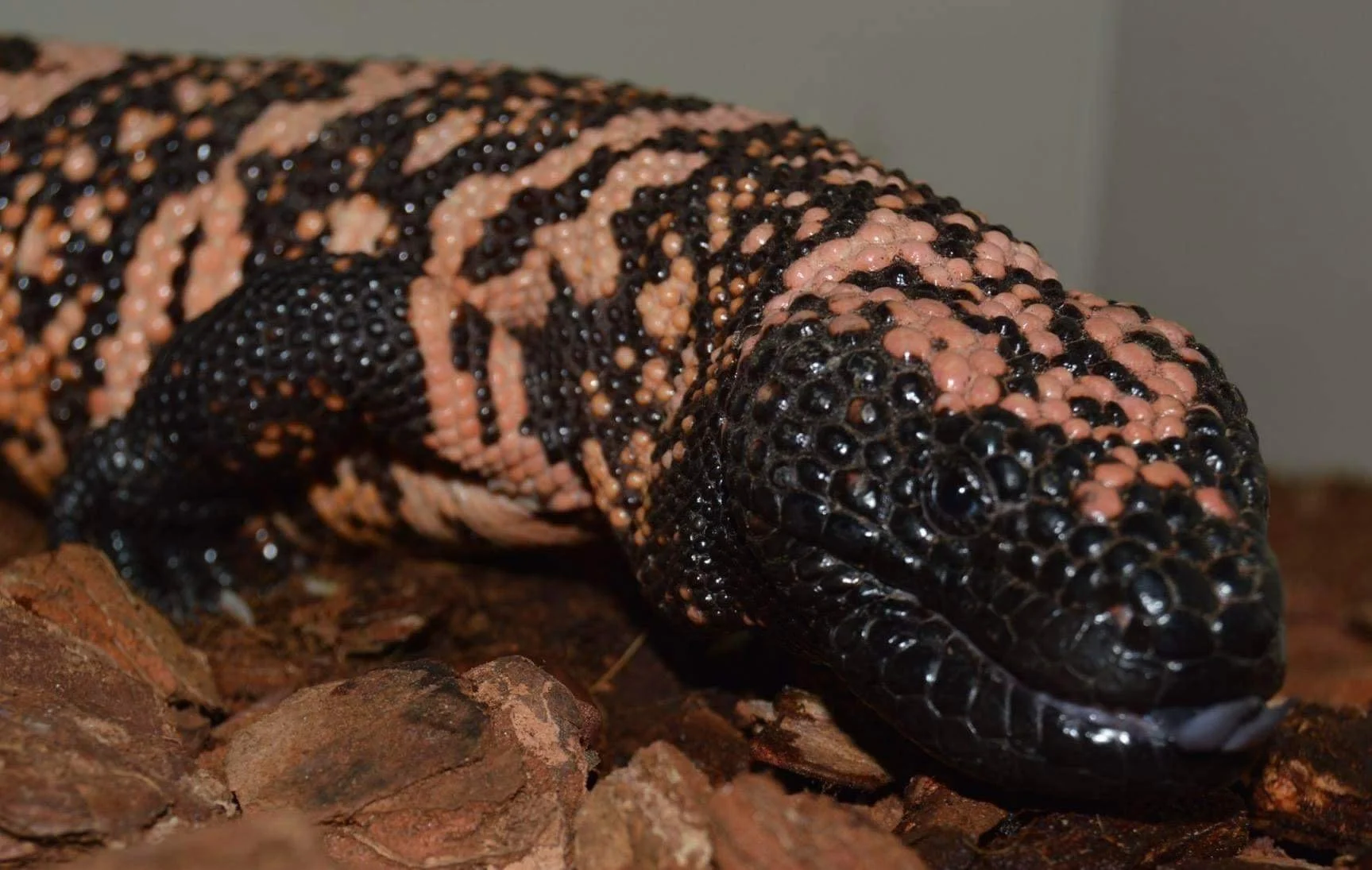 Gila Monsters