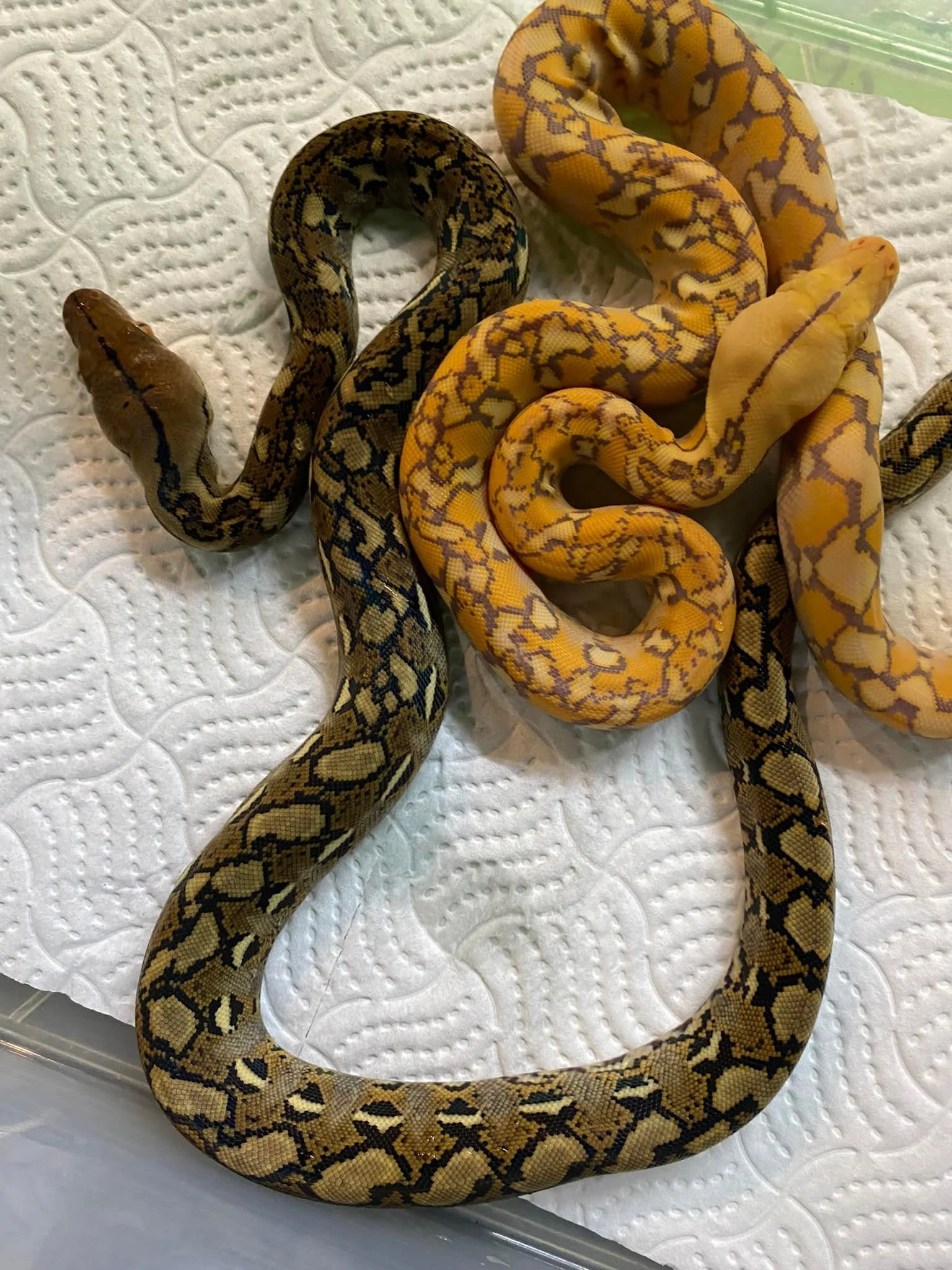 Gallery 1 — Peter Rice Reptiles