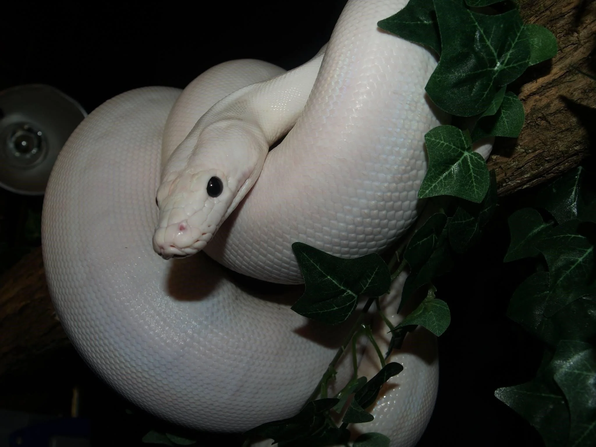 Blacke Ice Leucistic.jpg