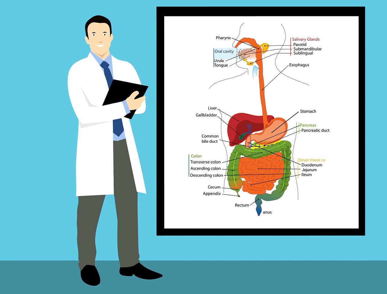 The connection between diabetes and your pancreas