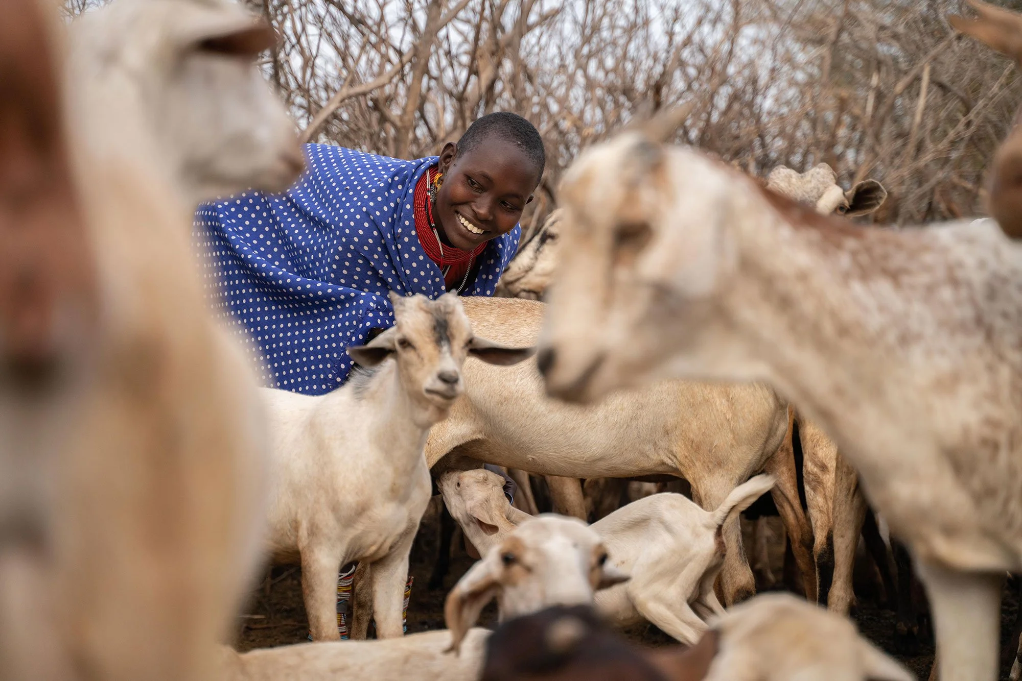 Samburu women taking part in the Milk to Market program driven by The Sarara Foundation and Reteti Elephant Sanctuary