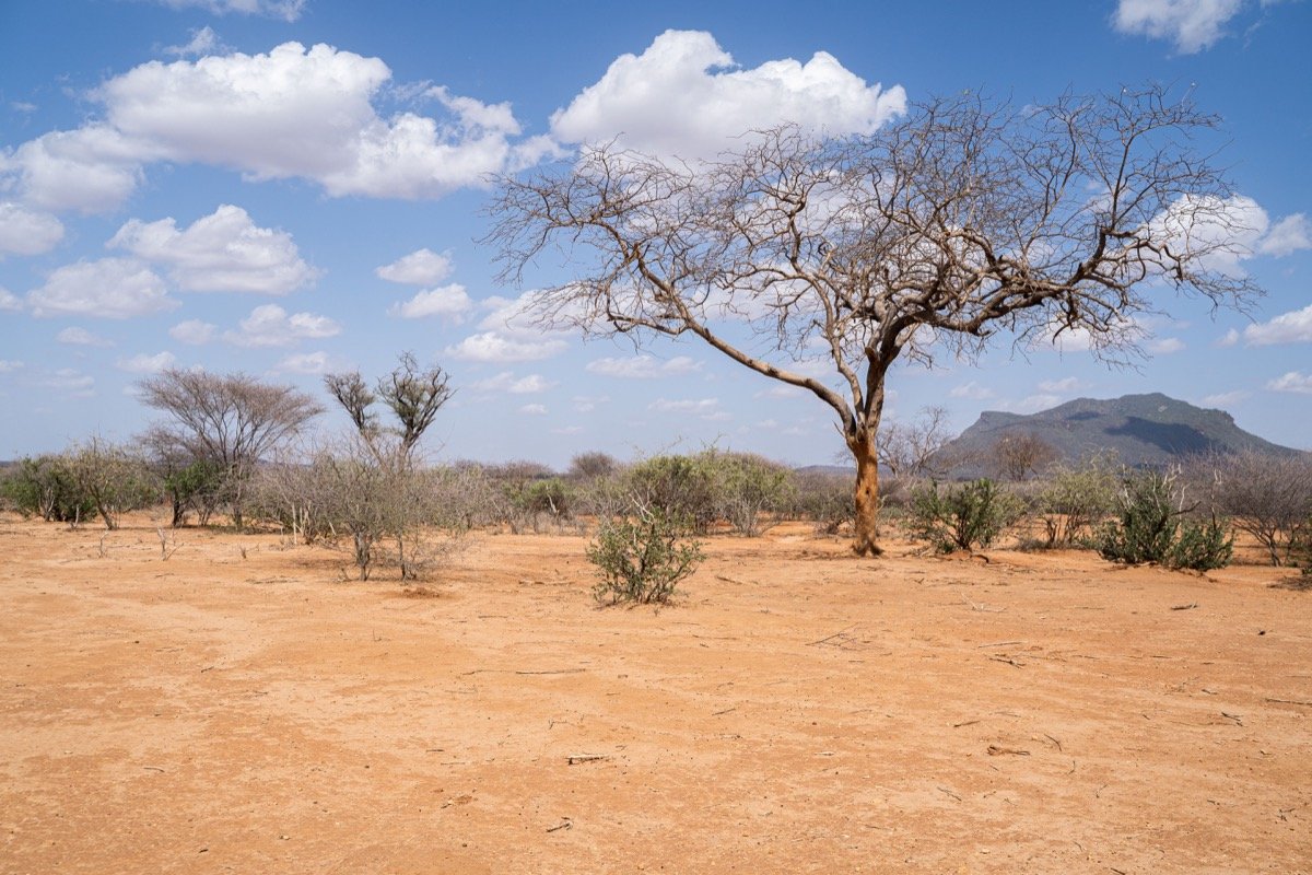 Sarara_Drought in Northern Kenya.jpg