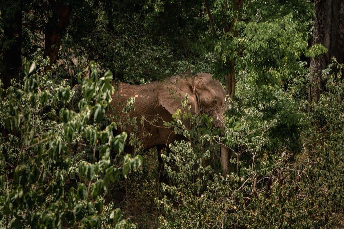 Namunyak Community Conservancy _ Elephants Roaming 2.jpg