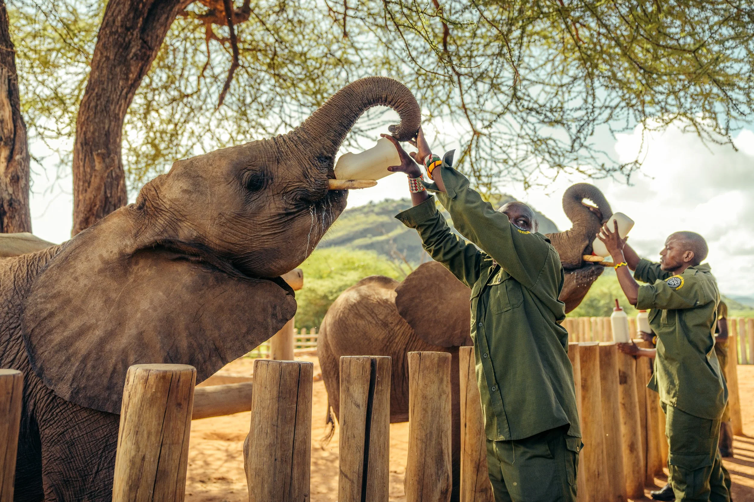 Reteti_elephants_feeding_3.jpg