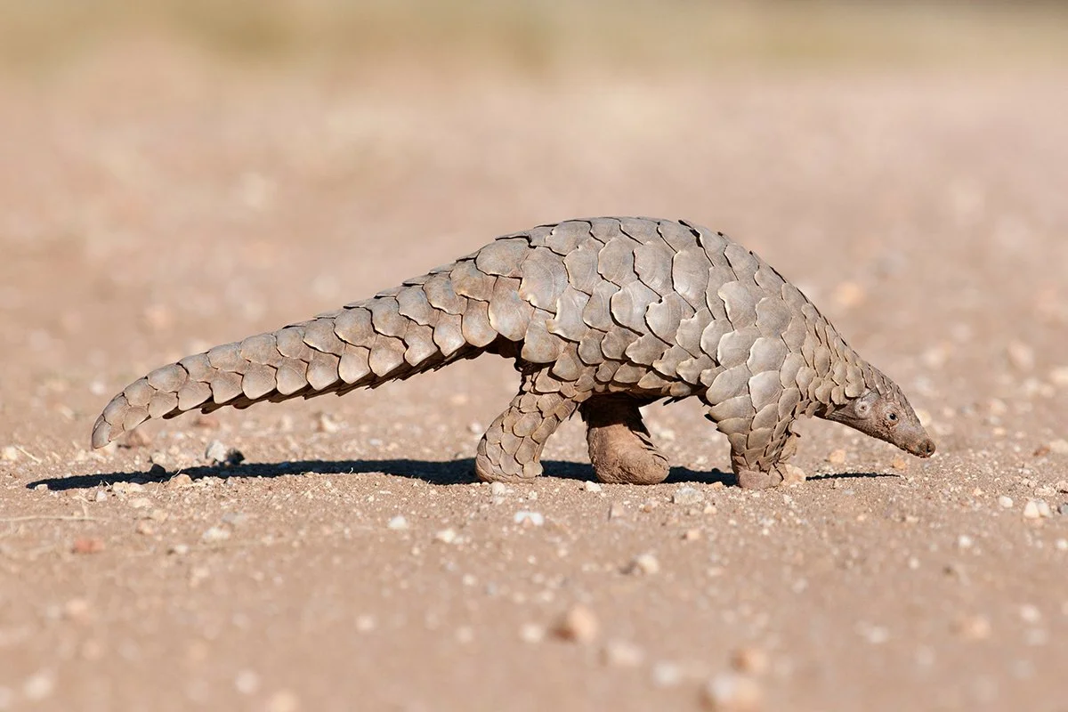 PANGOLIN