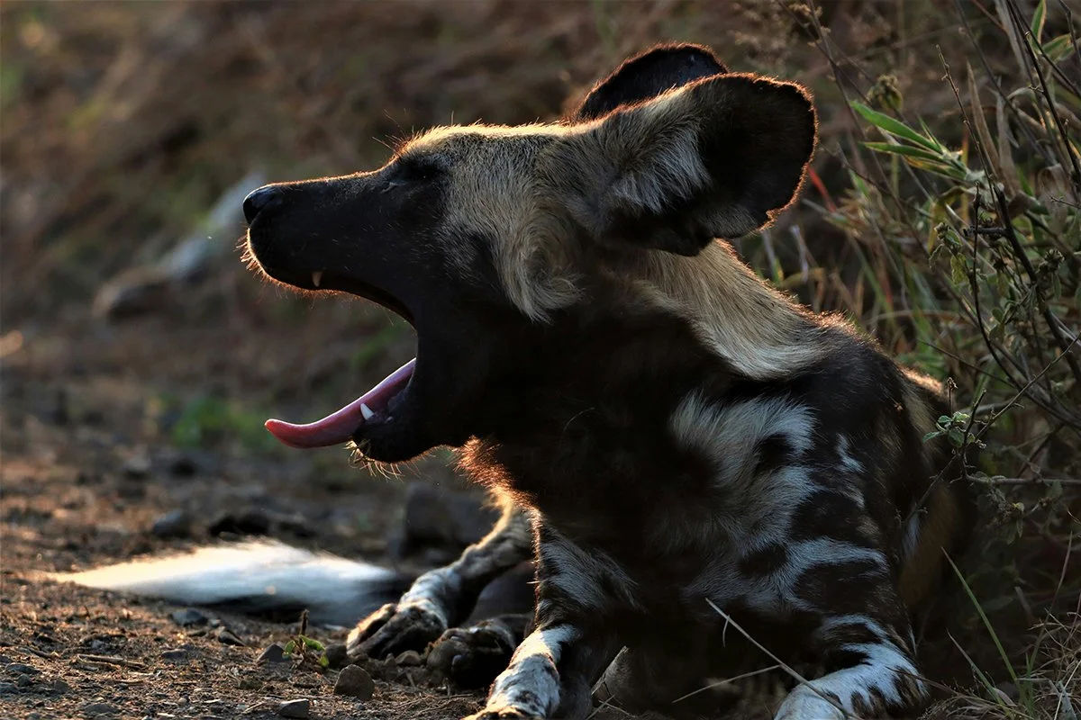 AFRICAN WILD DOG