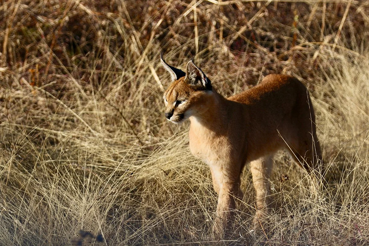 CARACAL