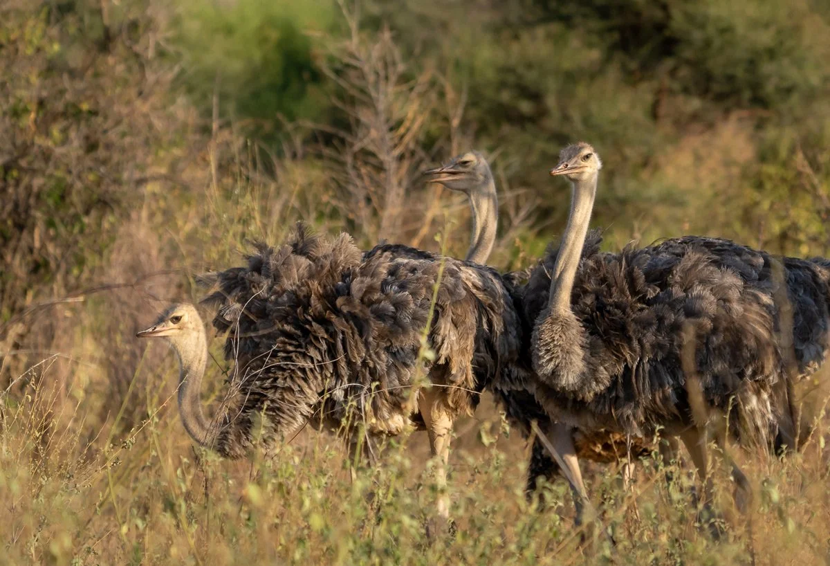 SOMALI OSTRICH