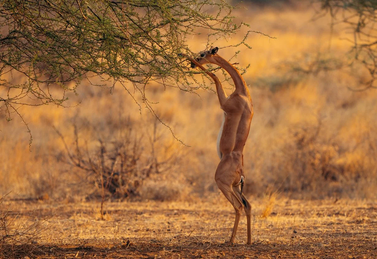 GERENUK