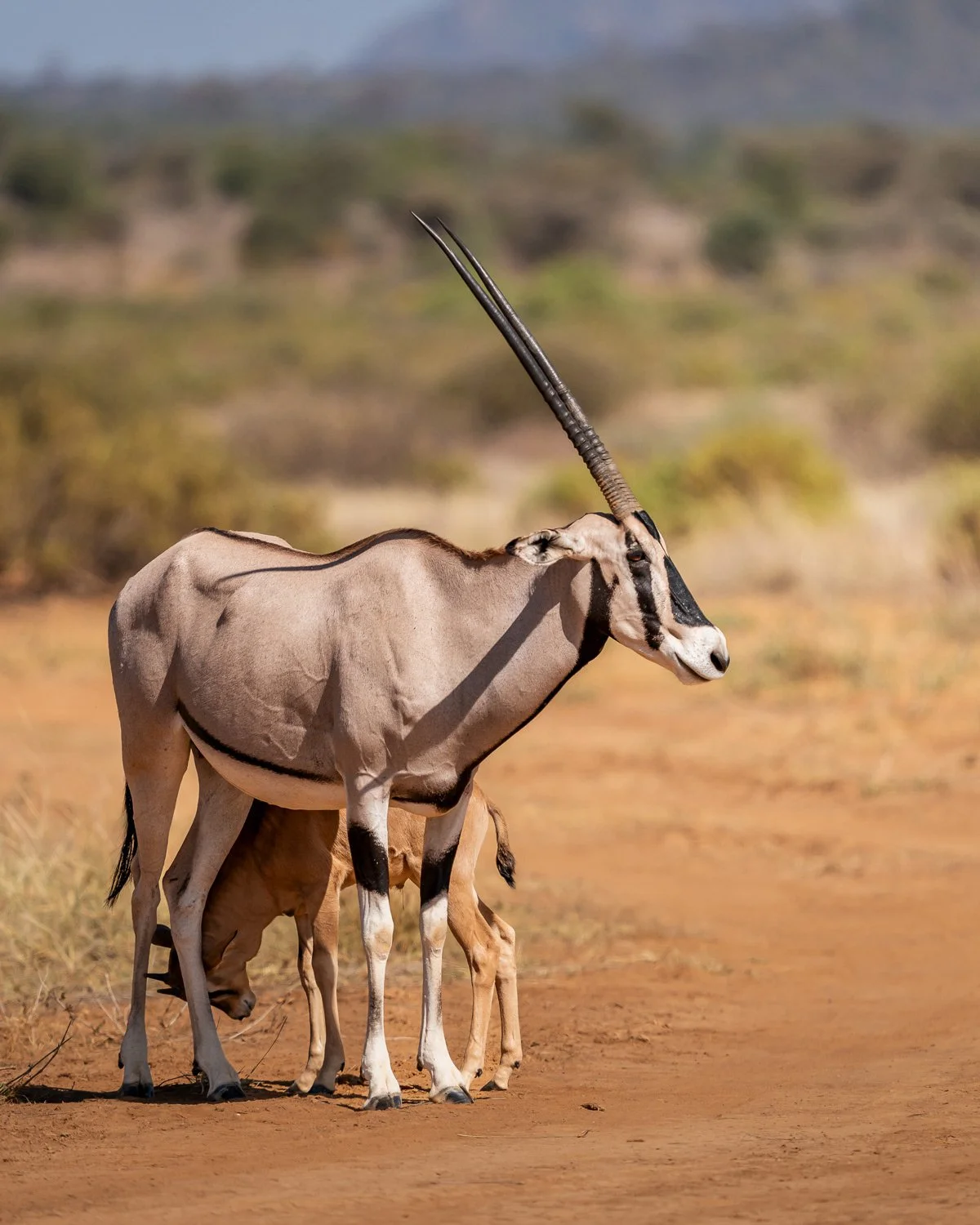 BEISA ORYX