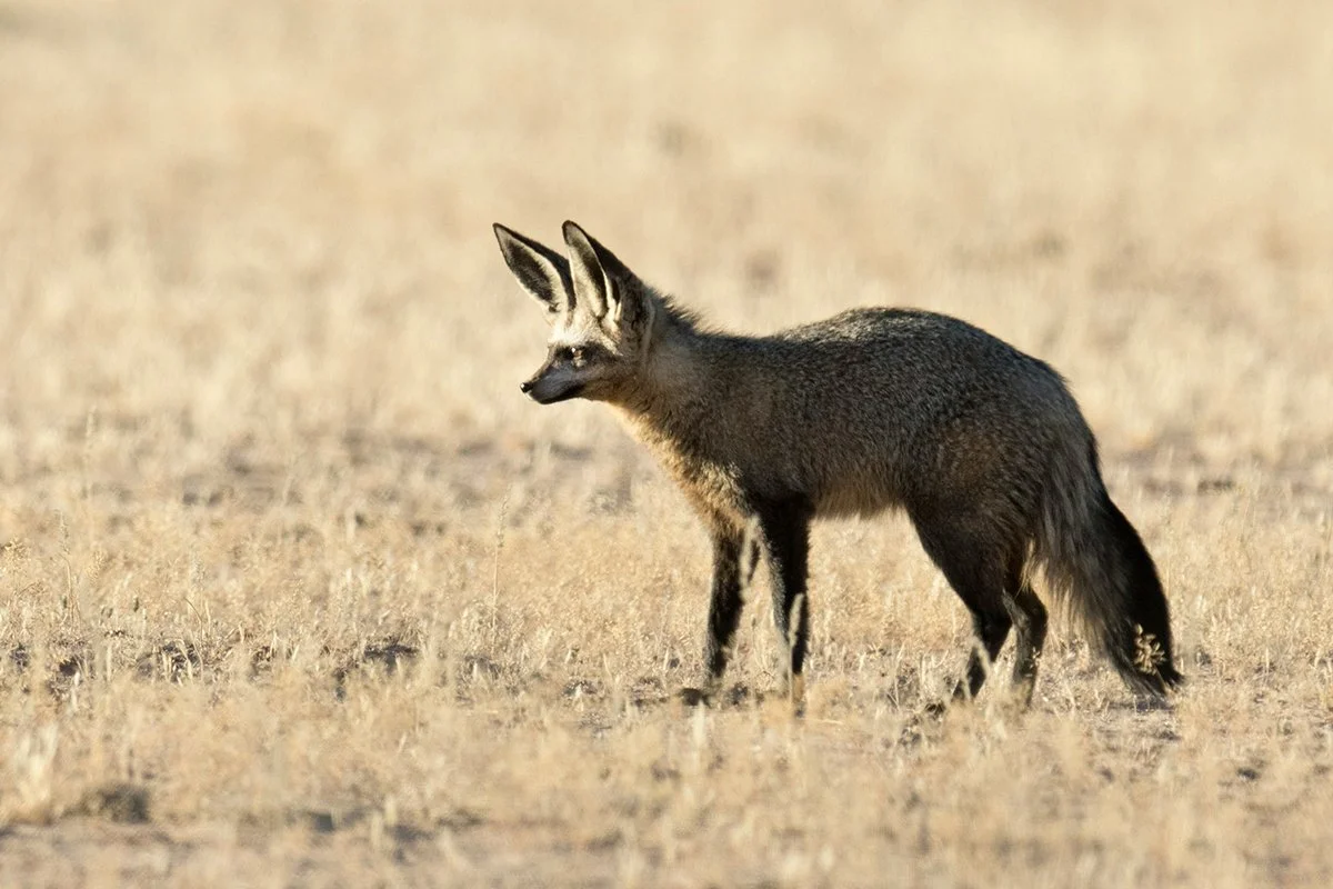 BAT-EARED FOX
