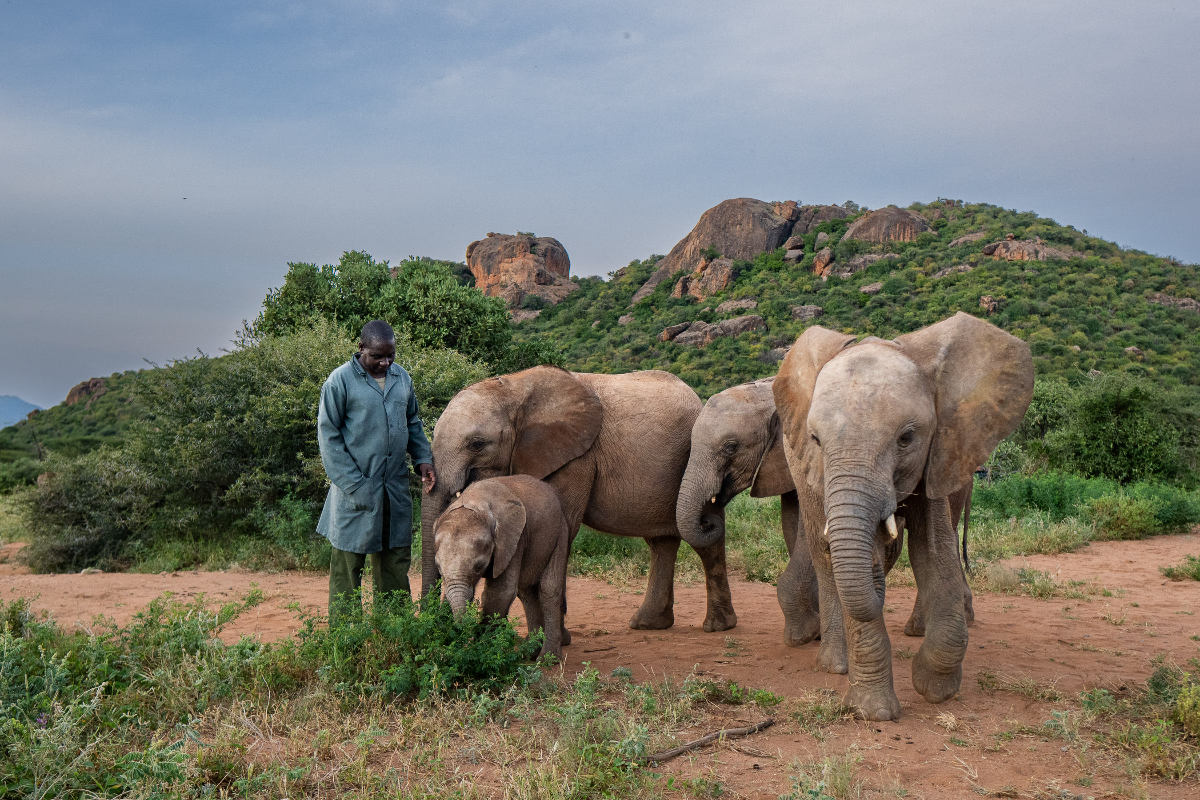 Reteti elephants and keeper in Northern Kenya